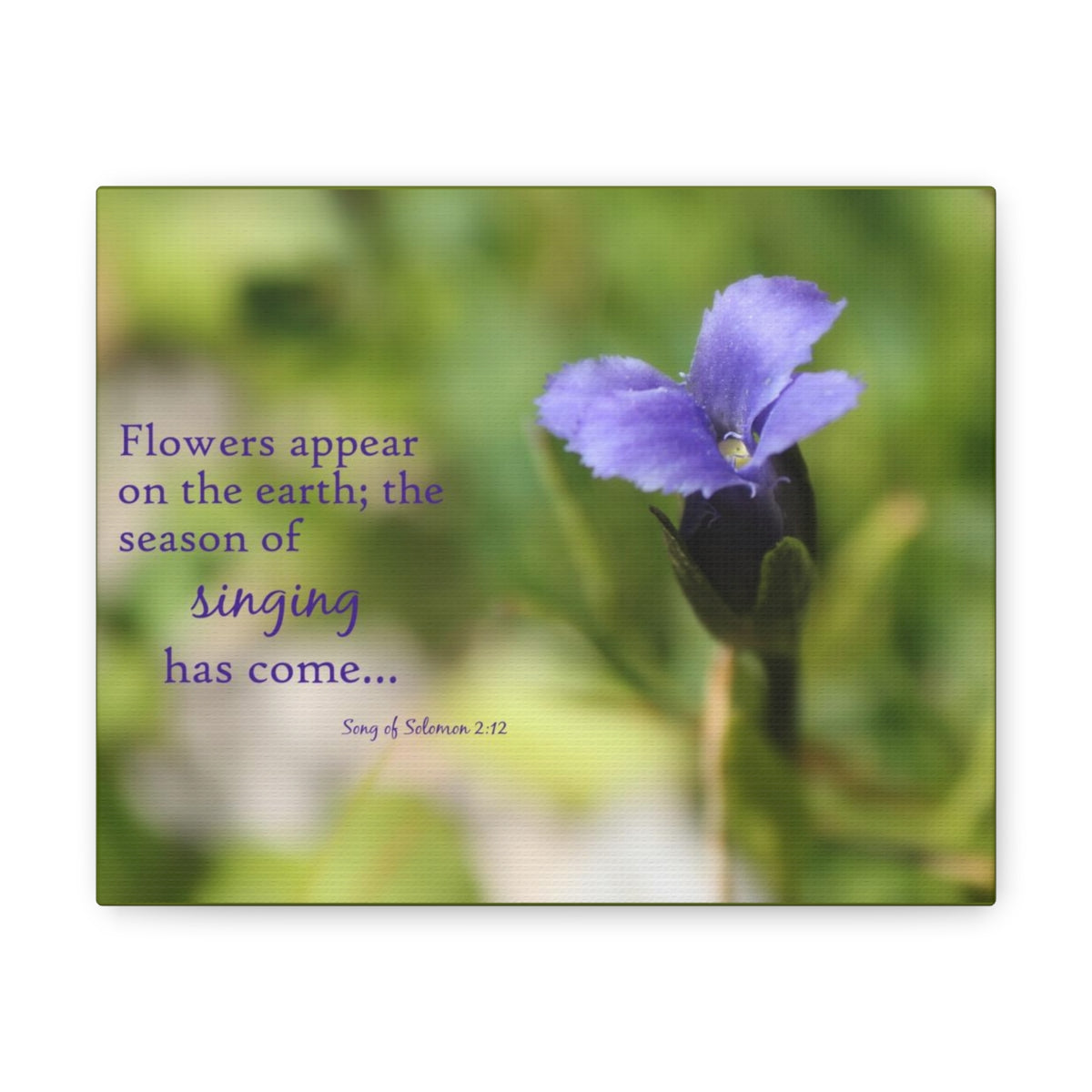 Scripture Walls Season Of Singing Song Of Solomon 2:12 Bible Verse Canvas Christian Wall Art Bible Verse Print Ready To Hang Unframed-Express Your Love Gifts