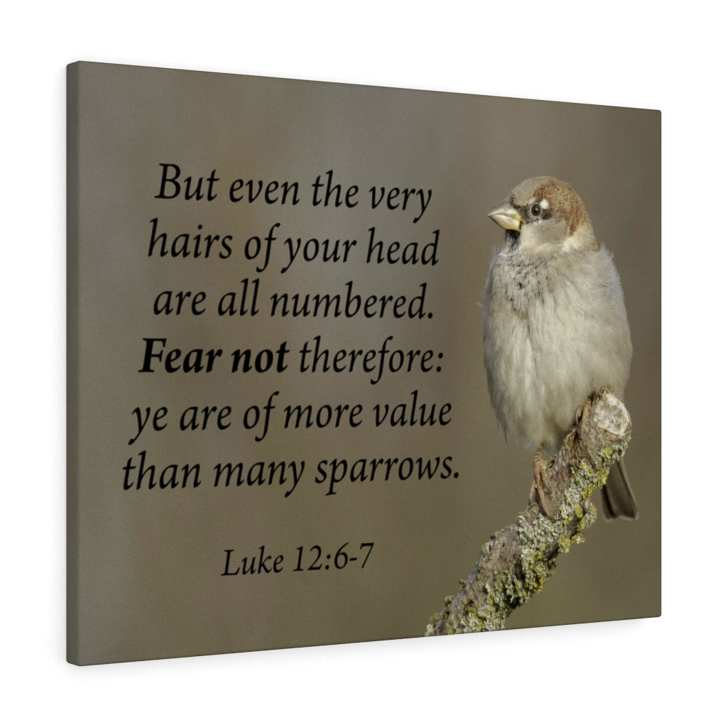 Scripture Walls Value Luke 12:6-7 Bible Verse Canvas Christian Wall Art Ready to Hang Unframed-Express Your Love Gifts
