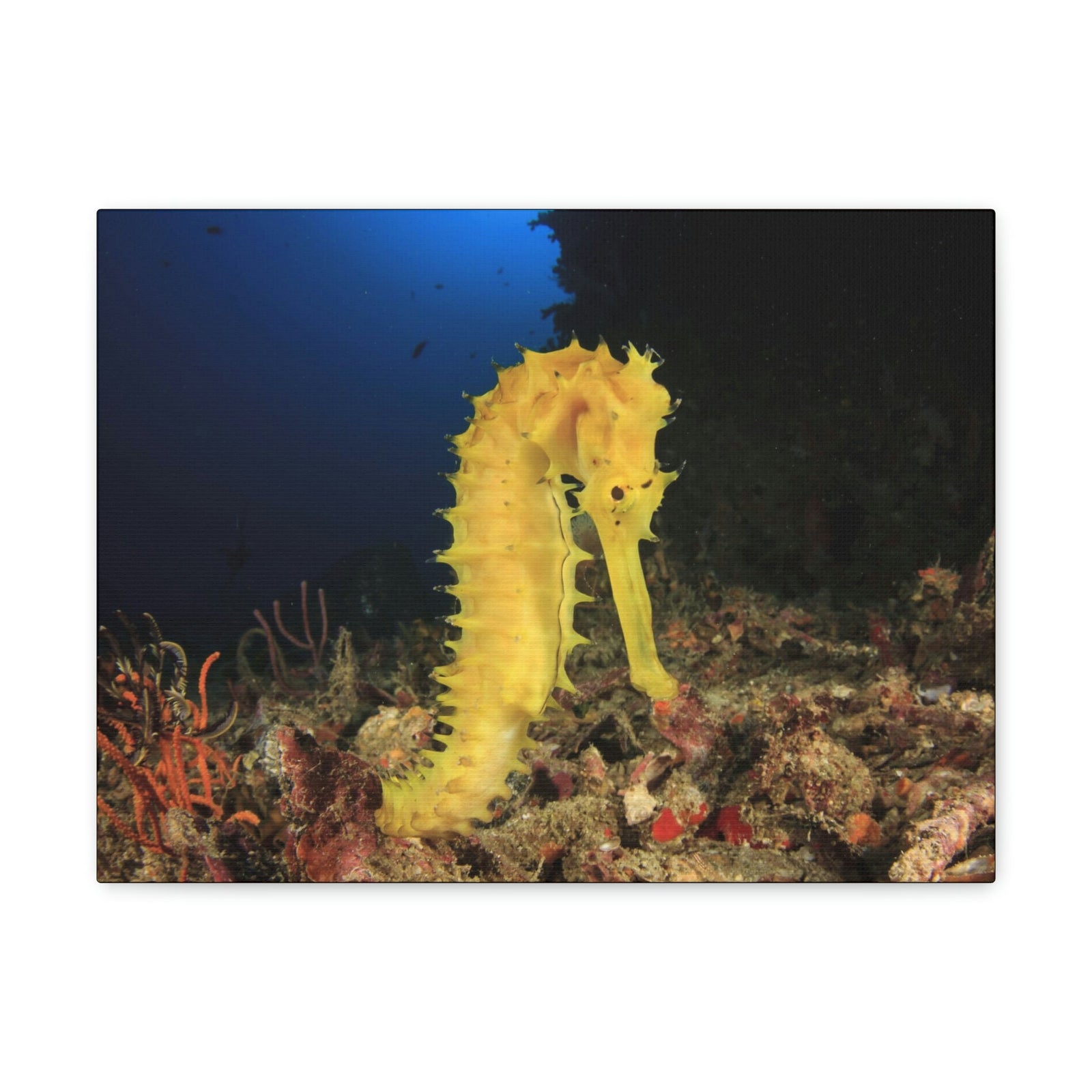 Scripture Walls Seahorse Hunting Seahorse on Hunt Print Animal Wall Art Wildlife Canvas Prints Wall Art Ready to Hang Unframed-Express Your Love Gifts