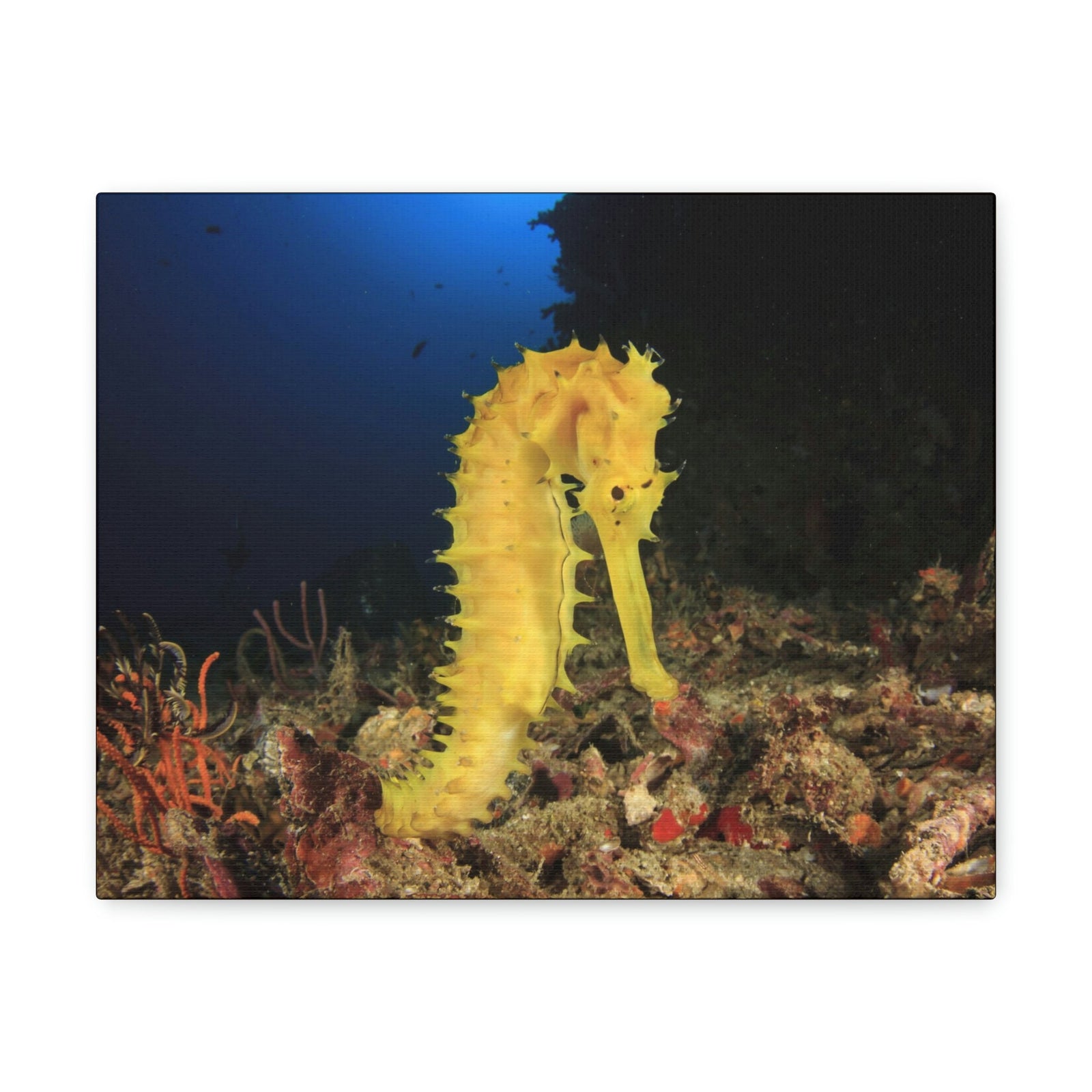 Scripture Walls Seahorse Hunting Seahorse on Hunt Print Animal Wall Art Wildlife Canvas Prints Wall Art Ready to Hang Unframed-Express Your Love Gifts