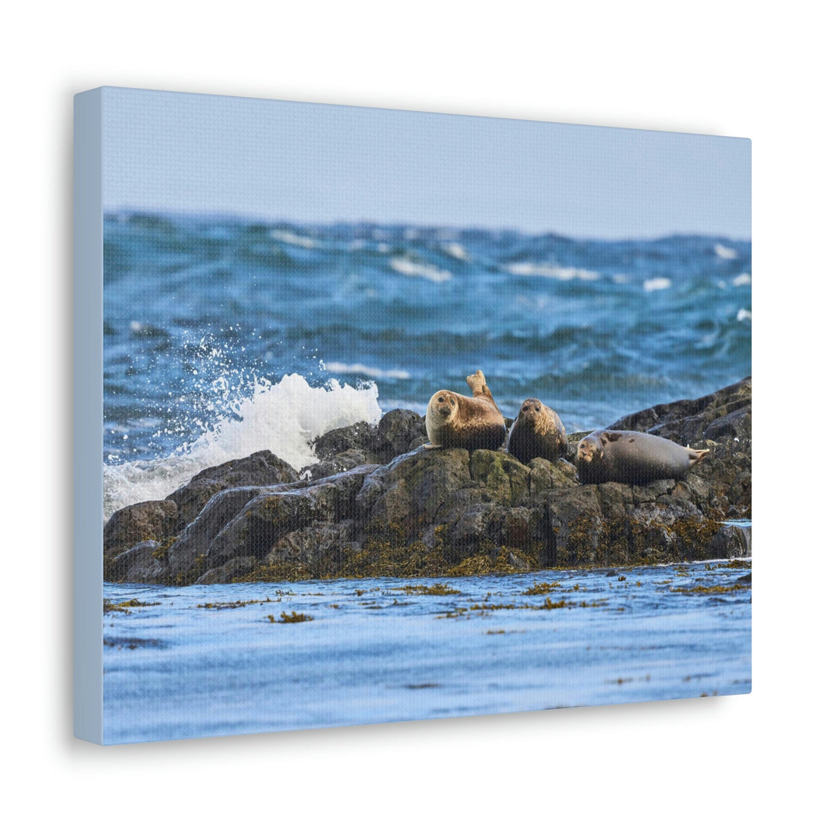 Seal Group Chilling on the Coastline Wall Art Wildlife Canvas Prints Wall Art Ready to Hang Unframed-Express Your Love Gifts