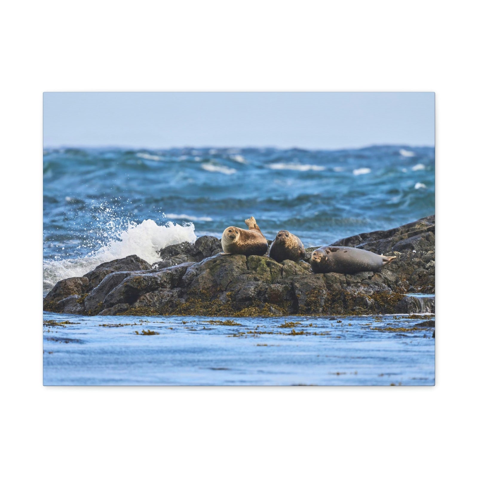 Seal Group Chilling on the Coastline Wall Art Wildlife Canvas Prints Wall Art Ready to Hang Unframed-Express Your Love Gifts