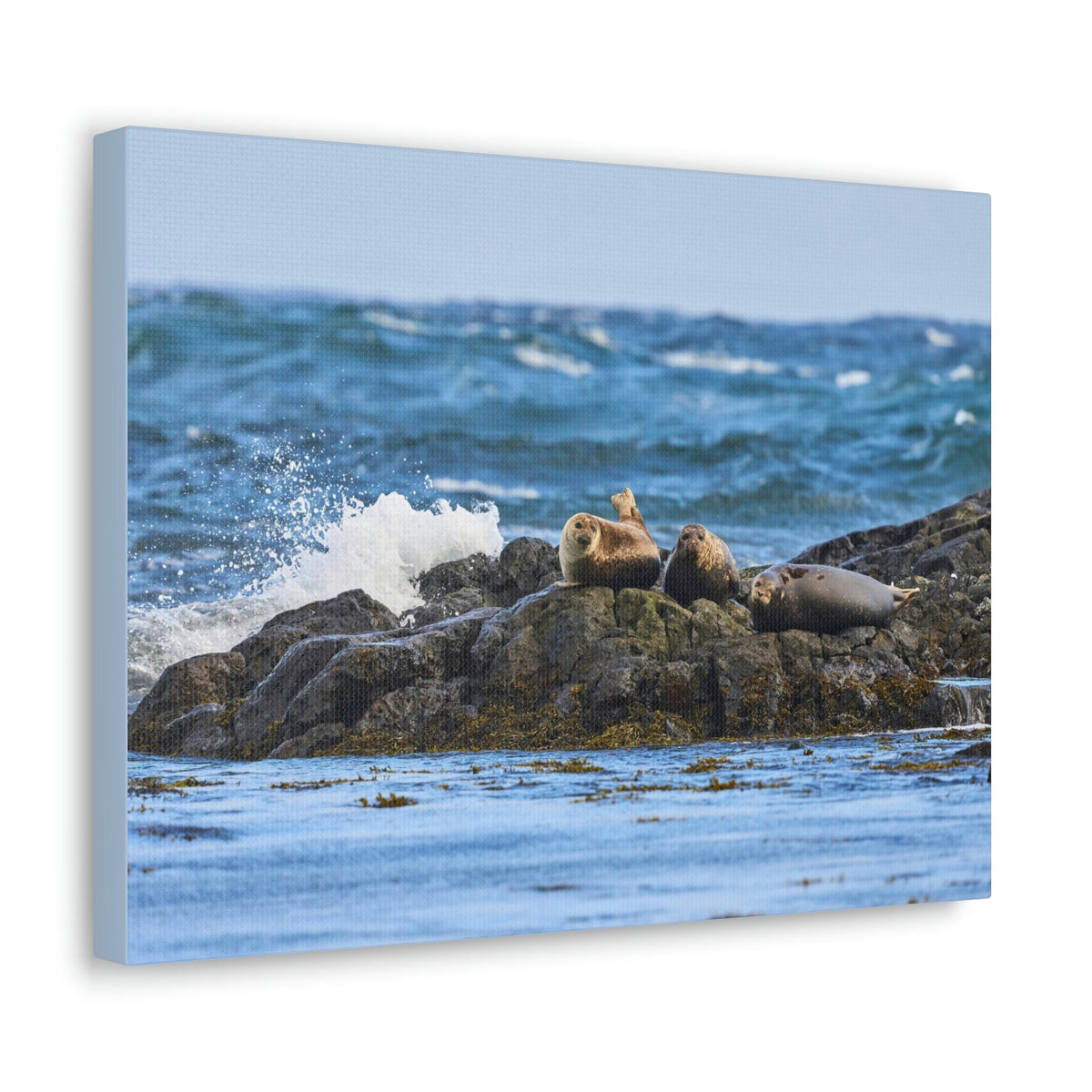 Seal Group Chilling on the Coastline Wall Art Wildlife Canvas Prints Wall Art Ready to Hang Unframed-Express Your Love Gifts