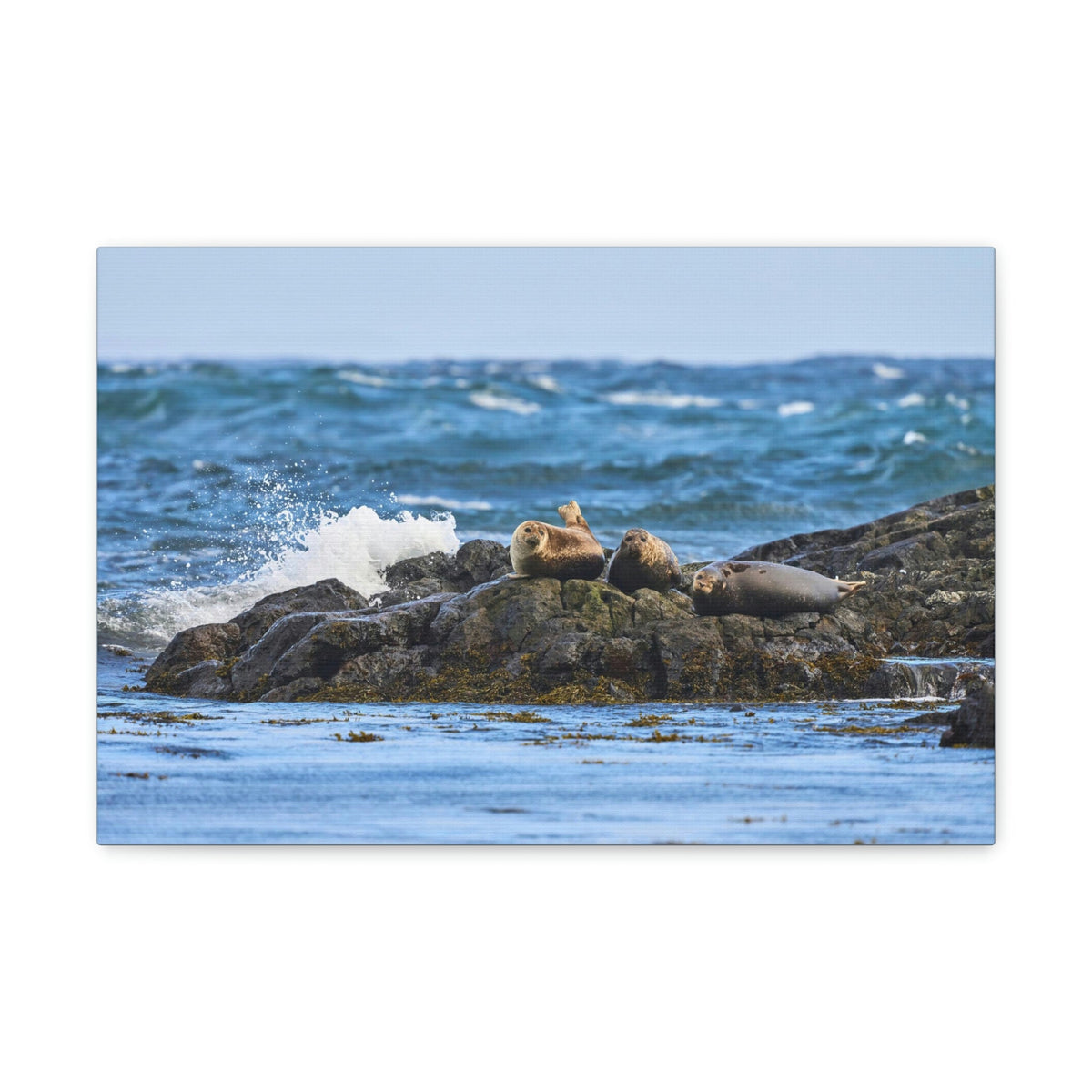 Seal Group Chilling on the Coastline Wall Art Wildlife Canvas Prints Wall Art Ready to Hang Unframed-Express Your Love Gifts