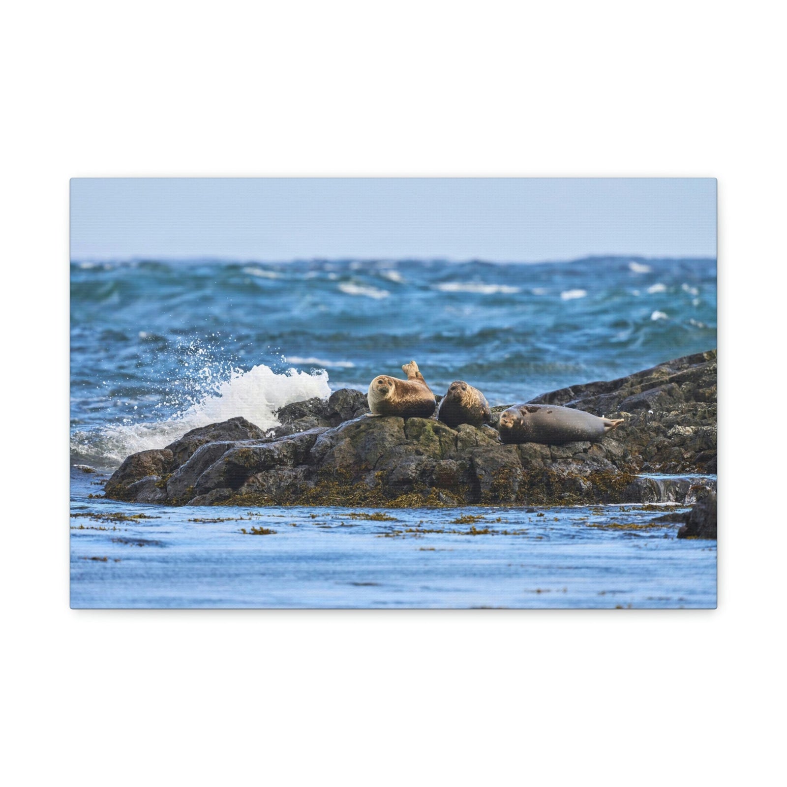 Seal Group Chilling on the Coastline Wall Art Wildlife Canvas Prints Wall Art Ready to Hang Unframed-Express Your Love Gifts
