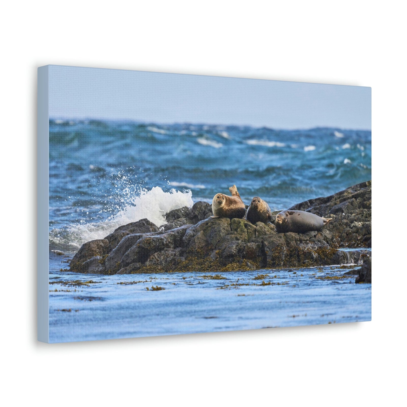 Seal Group Chilling on the Coastline Wall Art Wildlife Canvas Prints Wall Art Ready to Hang Unframed-Express Your Love Gifts