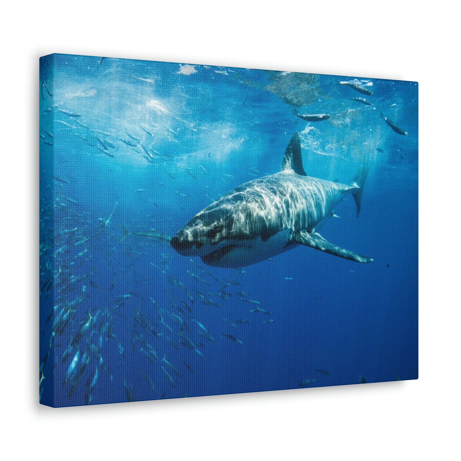 Scripture Walls Shark Hunting Shark on Hunt Print Animal Wall Art Wildlife Canvas Prints Wall Art Ready to Hang Unframed-Express Your Love Gifts