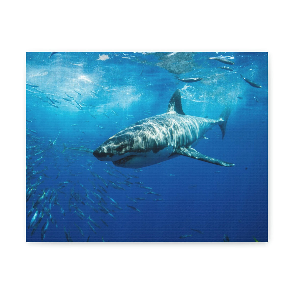 Scripture Walls Shark Hunting Shark on Hunt Print Animal Wall Art Wildlife Canvas Prints Wall Art Ready to Hang Unframed-Express Your Love Gifts