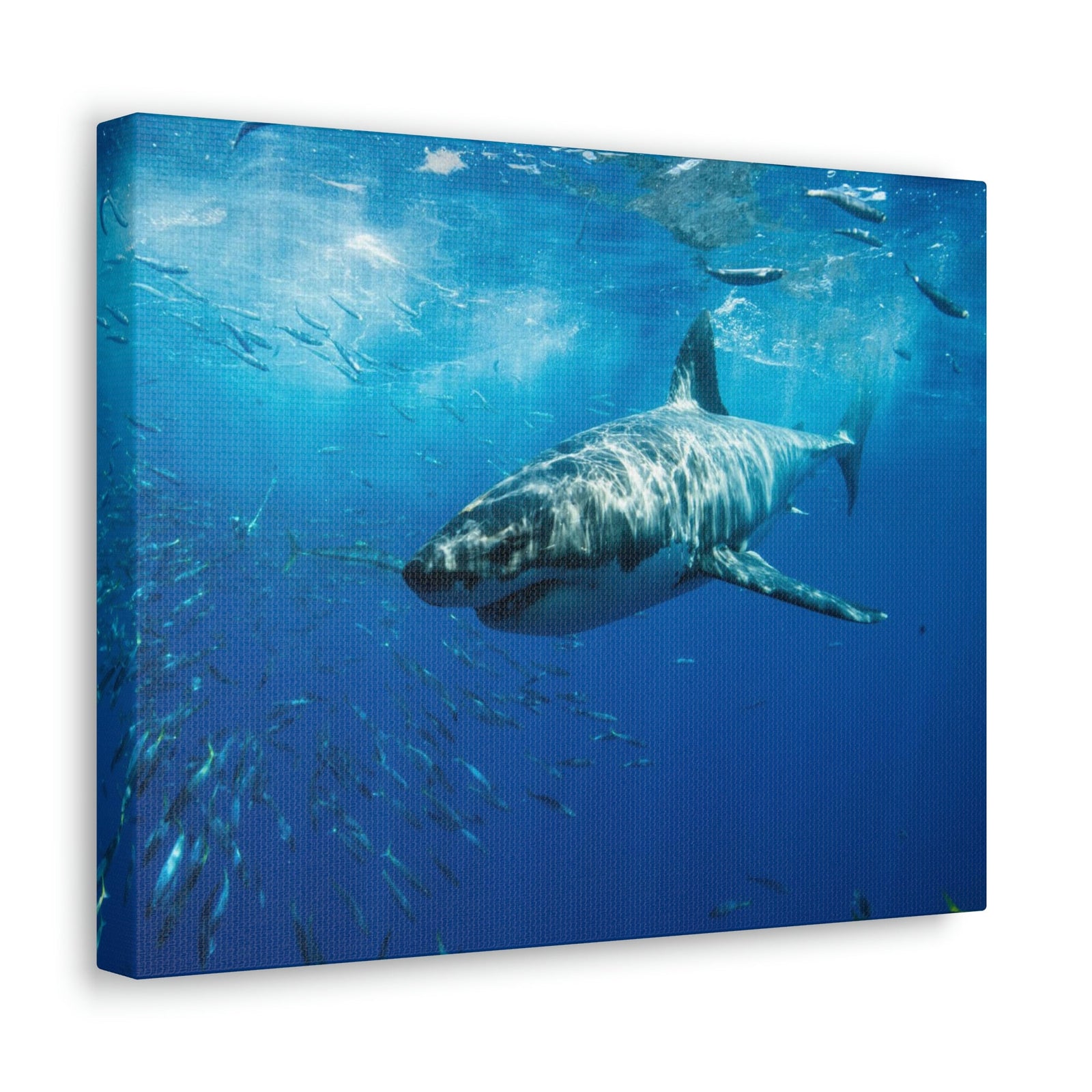 Scripture Walls Shark Hunting Shark on Hunt Print Animal Wall Art Wildlife Canvas Prints Wall Art Ready to Hang Unframed-Express Your Love Gifts