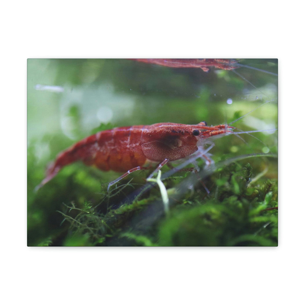 Scripture Walls Shrimp Hunting Shrimp on Hunt Print Animal Wall Art Wildlife Canvas Prints Wall Art Ready to Hang Unframed-Express Your Love Gifts