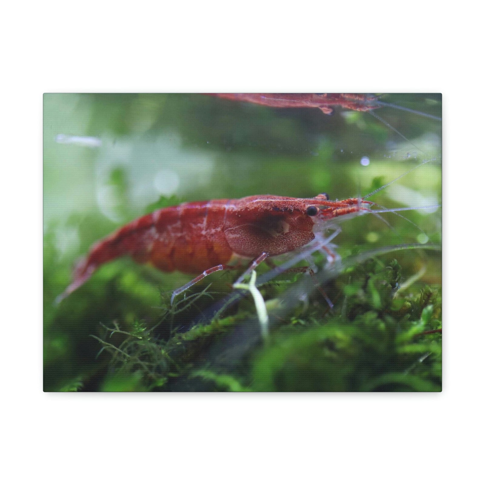 Scripture Walls Shrimp Hunting Shrimp on Hunt Print Animal Wall Art Wildlife Canvas Prints Wall Art Ready to Hang Unframed-Express Your Love Gifts