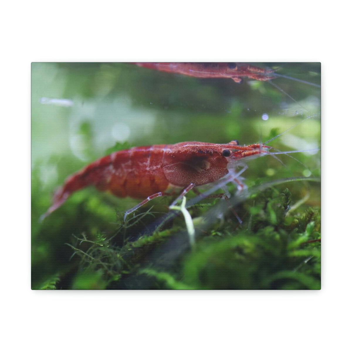 Scripture Walls Shrimp Hunting Shrimp on Hunt Print Animal Wall Art Wildlife Canvas Prints Wall Art Ready to Hang Unframed-Express Your Love Gifts