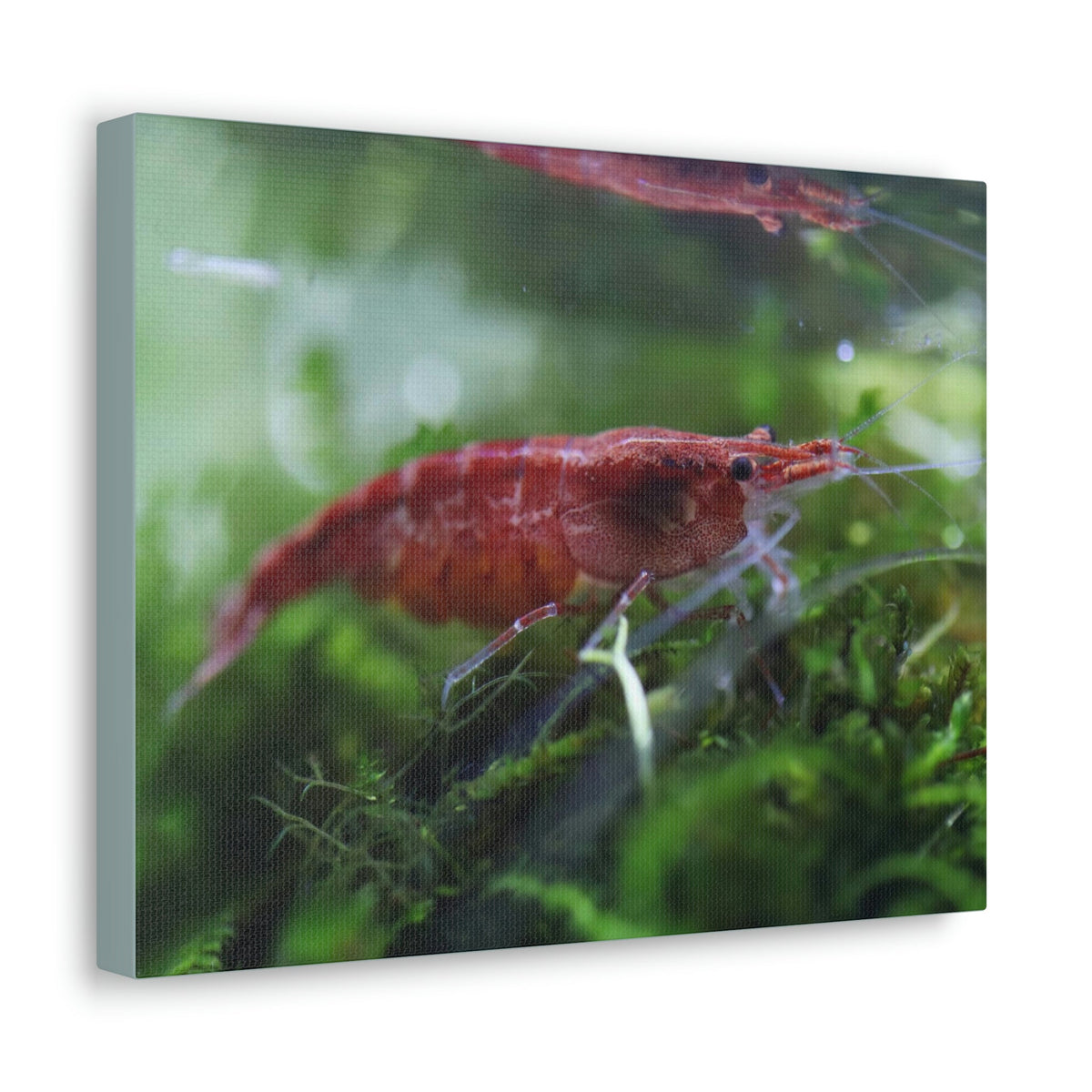 Scripture Walls Shrimp Hunting Shrimp on Hunt Print Animal Wall Art Wildlife Canvas Prints Wall Art Ready to Hang Unframed-Express Your Love Gifts