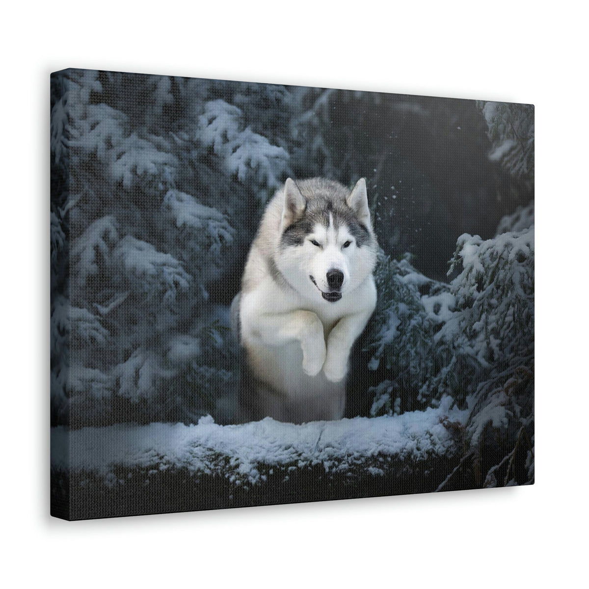 Scripture Walls Siberian Husky Hunting Siberian Husky on Hunt Print Animal Wall Art Wildlife Canvas Prints Wall Art Ready to Hang Unframed-Express Your Love Gifts