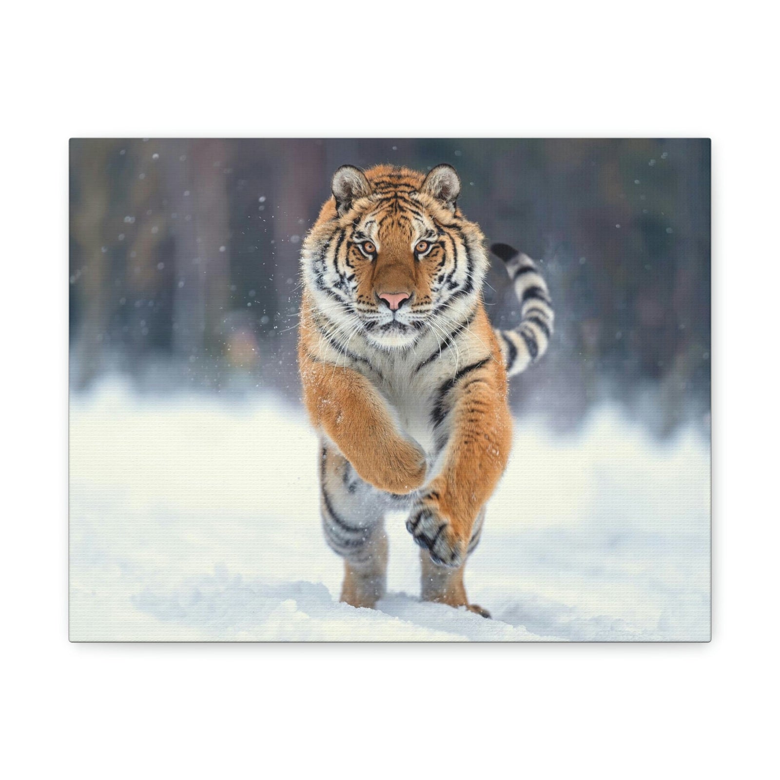 Scripture Walls Siberian Tiger Hunting Siberian Tiger on Hunt Print Animal Wall Art Wildlife Canvas Prints Wall Art Ready to Hang Unframed-Express Your Love Gifts
