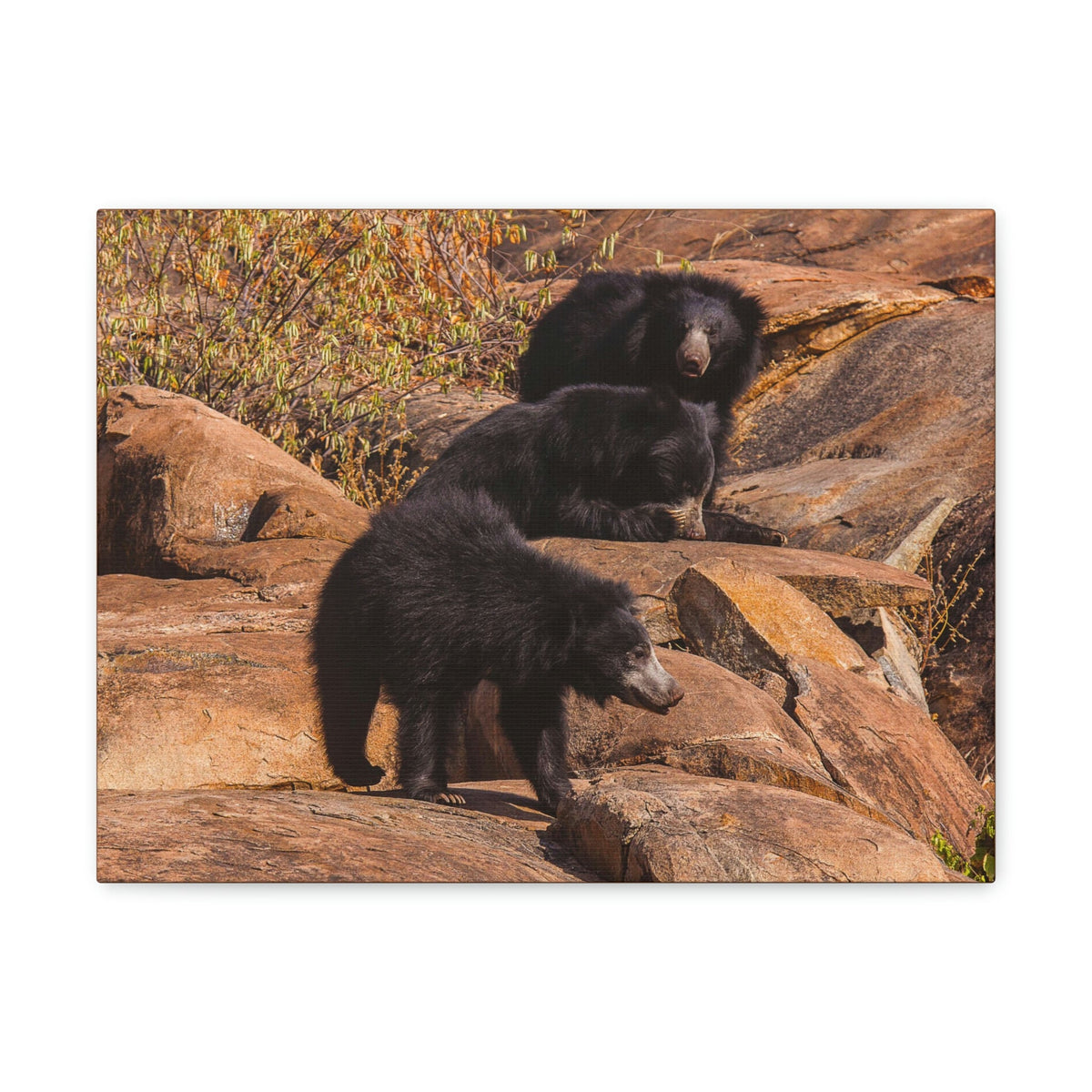 Scripture Walls Sloth Bear Group Sloth Bear Troop Print Animal Wall Art Wildlife Canvas Prints Wall Art Ready to Hang Unframed-Express Your Love Gifts