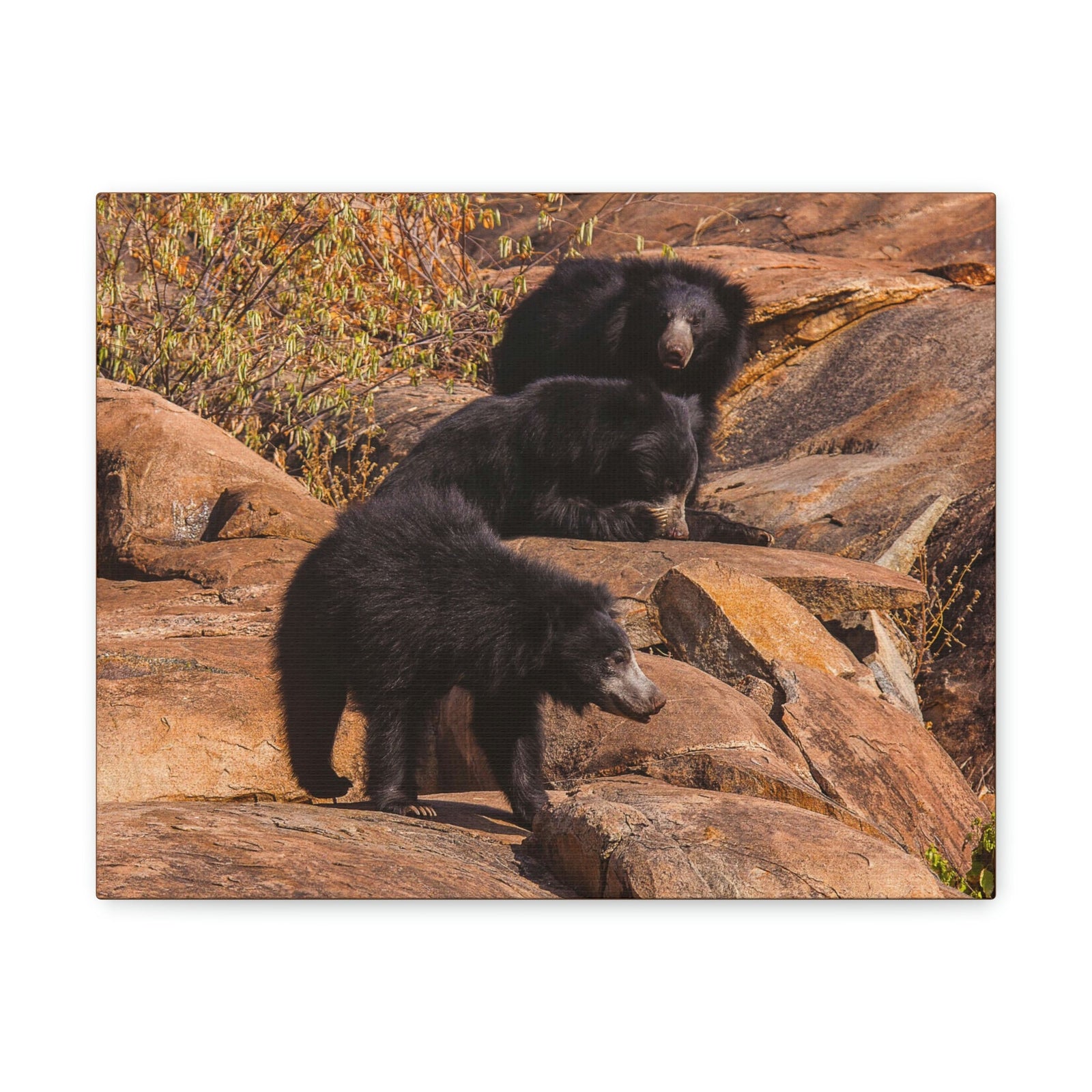 Scripture Walls Sloth Bear Group Sloth Bear Troop Print Animal Wall Art Wildlife Canvas Prints Wall Art Ready to Hang Unframed-Express Your Love Gifts