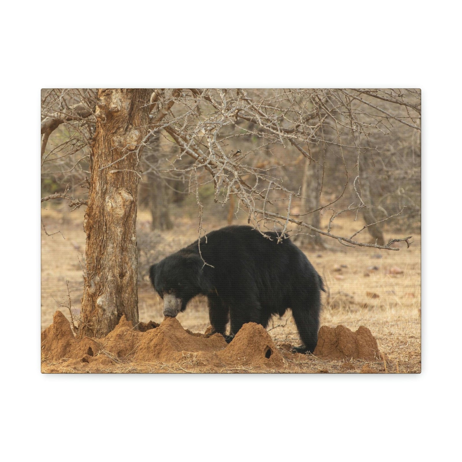 Scripture Walls Sloth Bear Hunting Sloth Bear on Hunt Print Animal Wall Art Wildlife Canvas Prints Wall Art Ready to Hang Unframed-Express Your Love Gifts