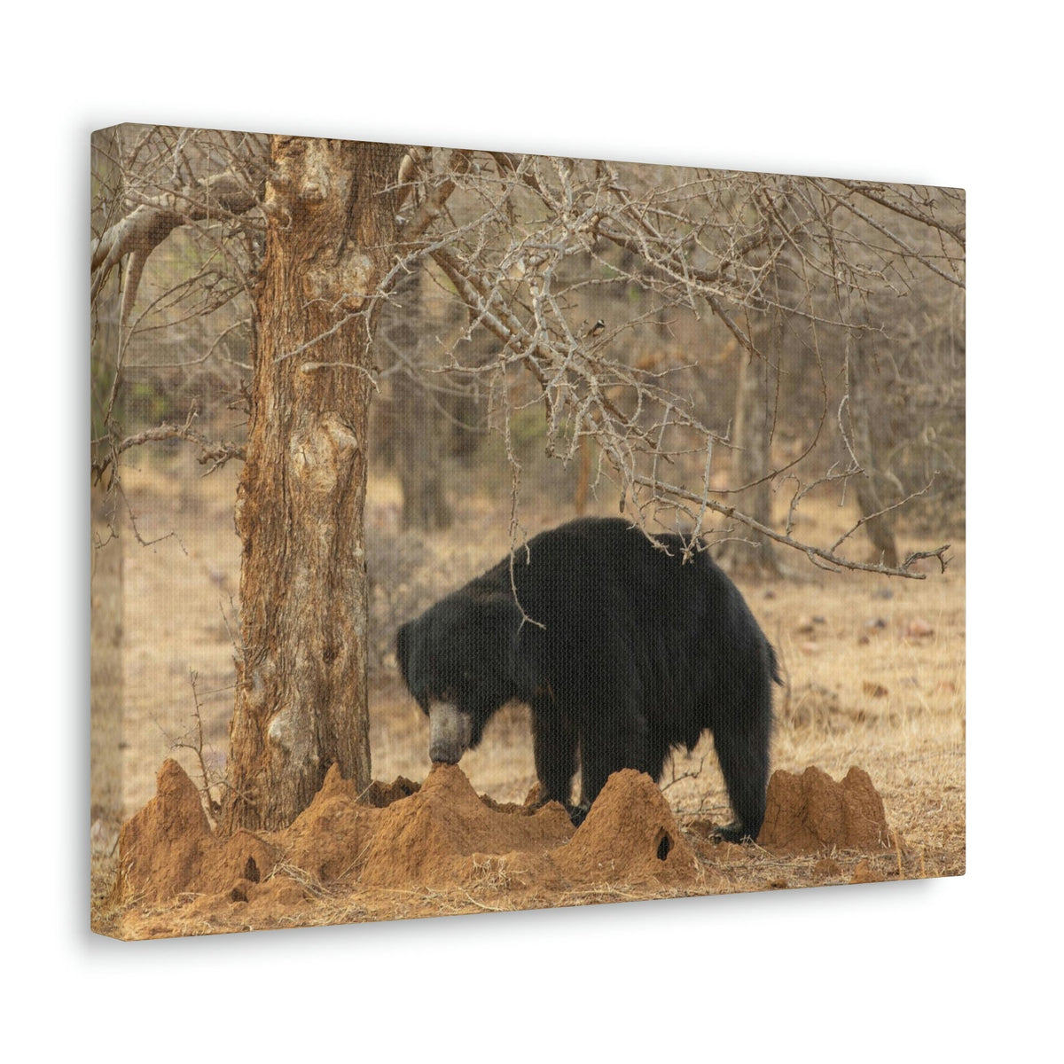 Scripture Walls Sloth Bear Hunting Sloth Bear on Hunt Print Animal Wall Art Wildlife Canvas Prints Wall Art Ready to Hang Unframed-Express Your Love Gifts