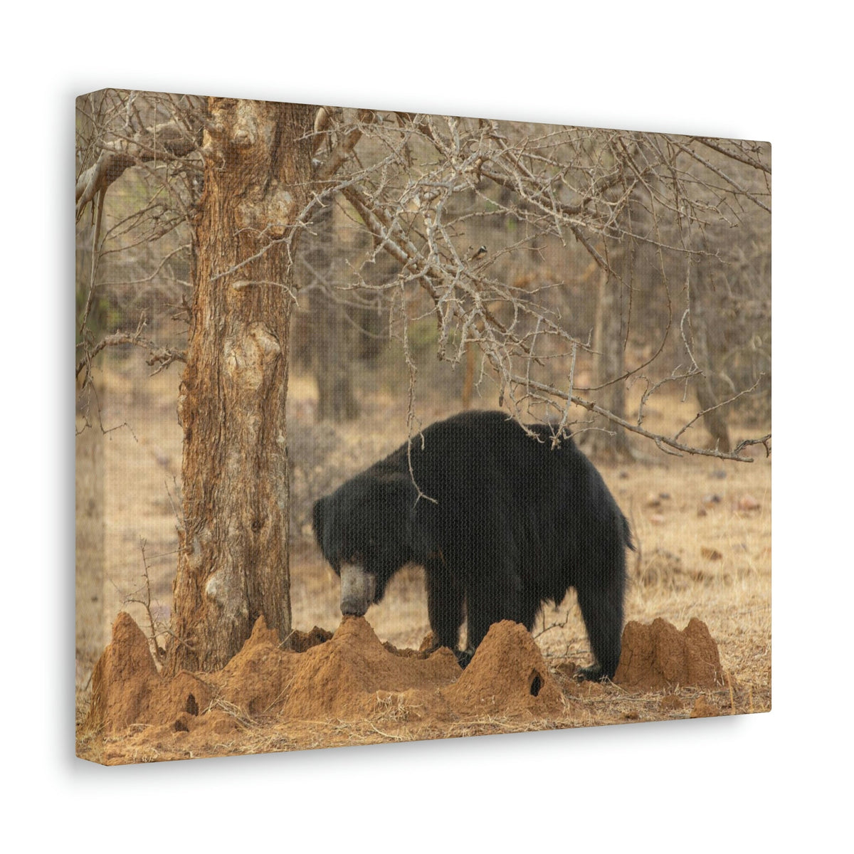 Scripture Walls Sloth Bear Hunting Sloth Bear on Hunt Print Animal Wall Art Wildlife Canvas Prints Wall Art Ready to Hang Unframed-Express Your Love Gifts
