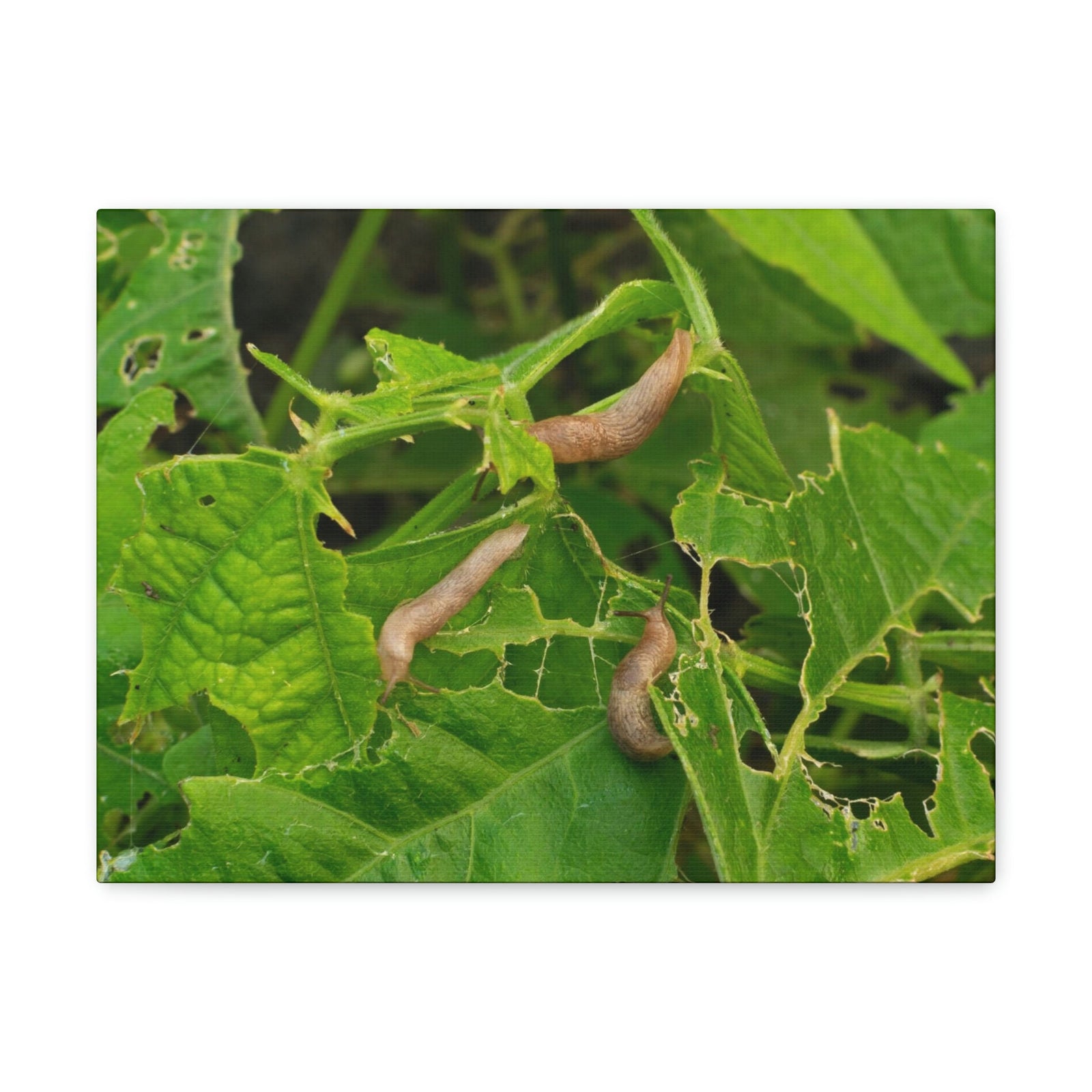 Scripture Walls Slug Hunting Slug on Hunt Print Animal Wall Art Wildlife Canvas Prints Wall Art Ready to Hang Unframed-Express Your Love Gifts