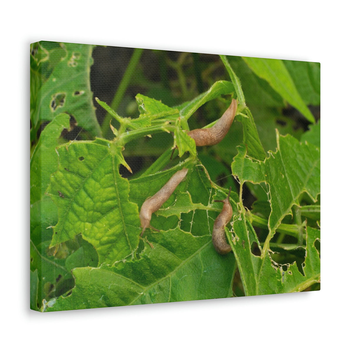 Scripture Walls Slug Hunting Slug on Hunt Print Animal Wall Art Wildlife Canvas Prints Wall Art Ready to Hang Unframed-Express Your Love Gifts