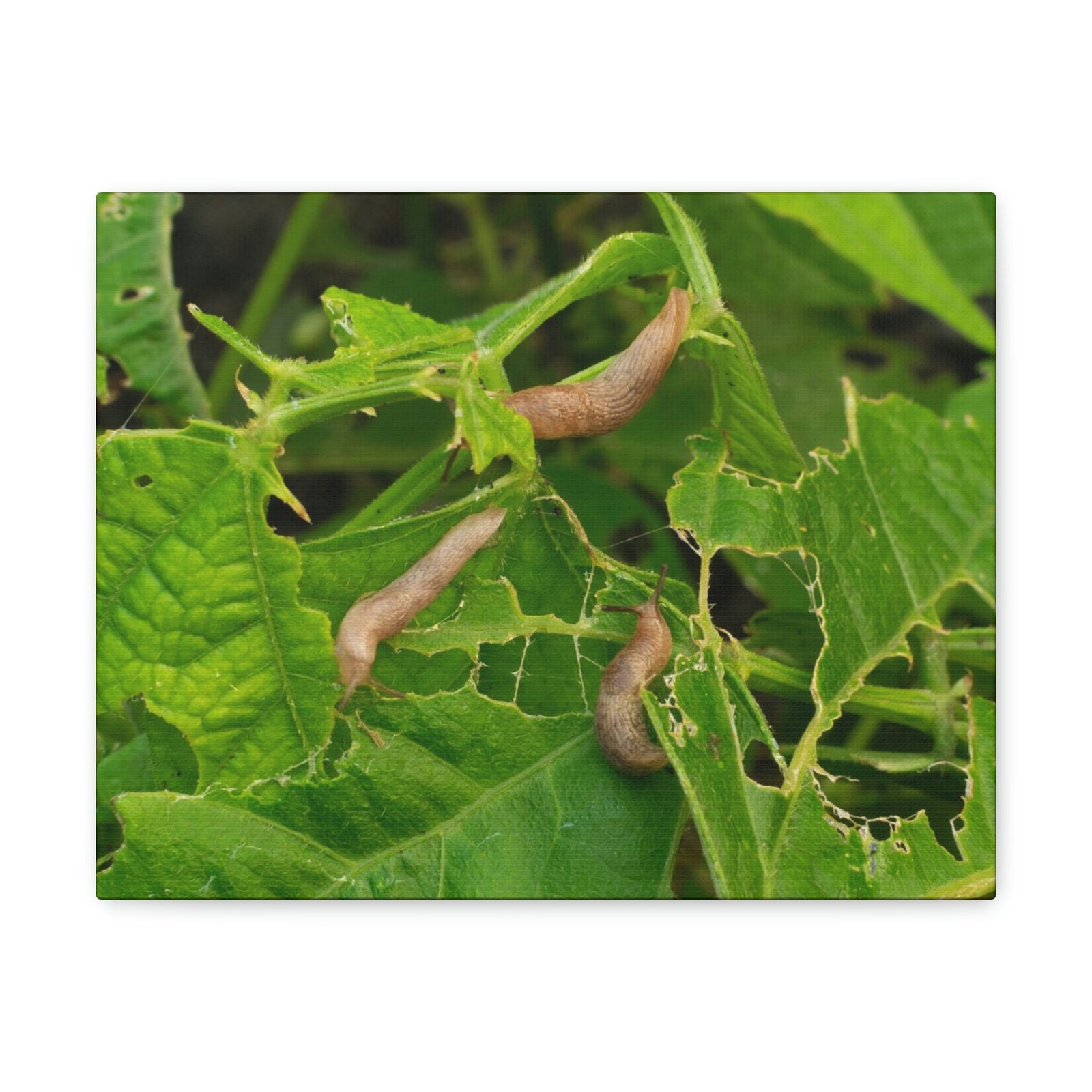 Scripture Walls Slug Hunting Slug on Hunt Print Animal Wall Art Wildlife Canvas Prints Wall Art Ready to Hang Unframed-Express Your Love Gifts