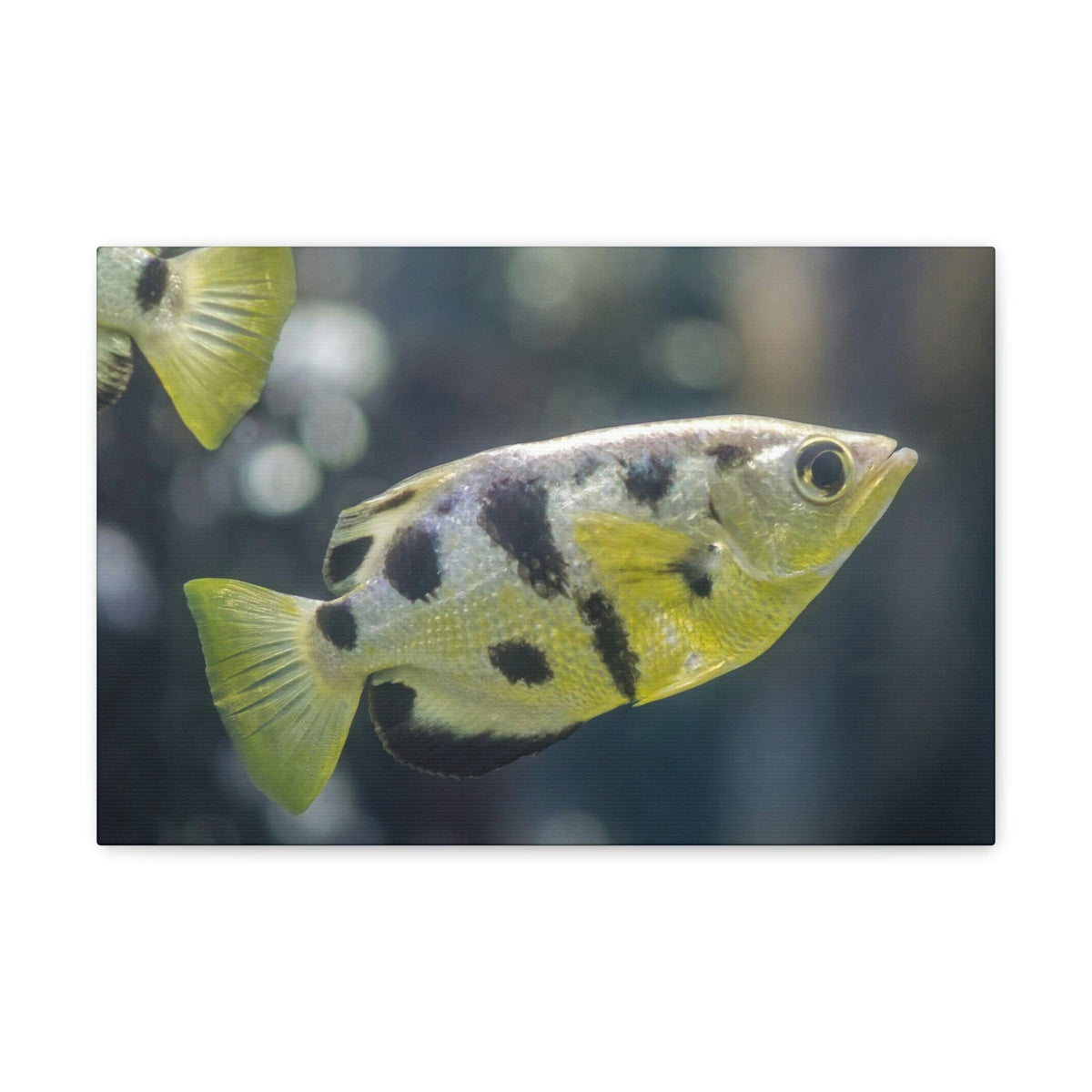 Small Archer Fish Archer Fish In Aquarium Wall Art Ready To Hang Unframed-Express Your Love Gifts