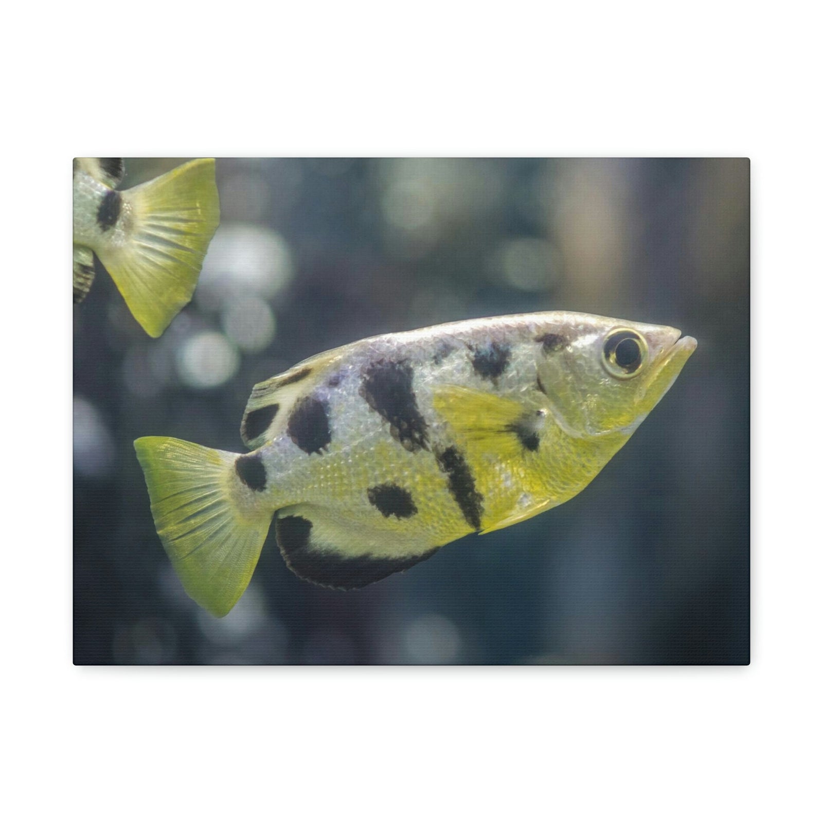 Small Archer Fish Archer Fish In Aquarium Wall Art Ready To Hang Unframed-Express Your Love Gifts