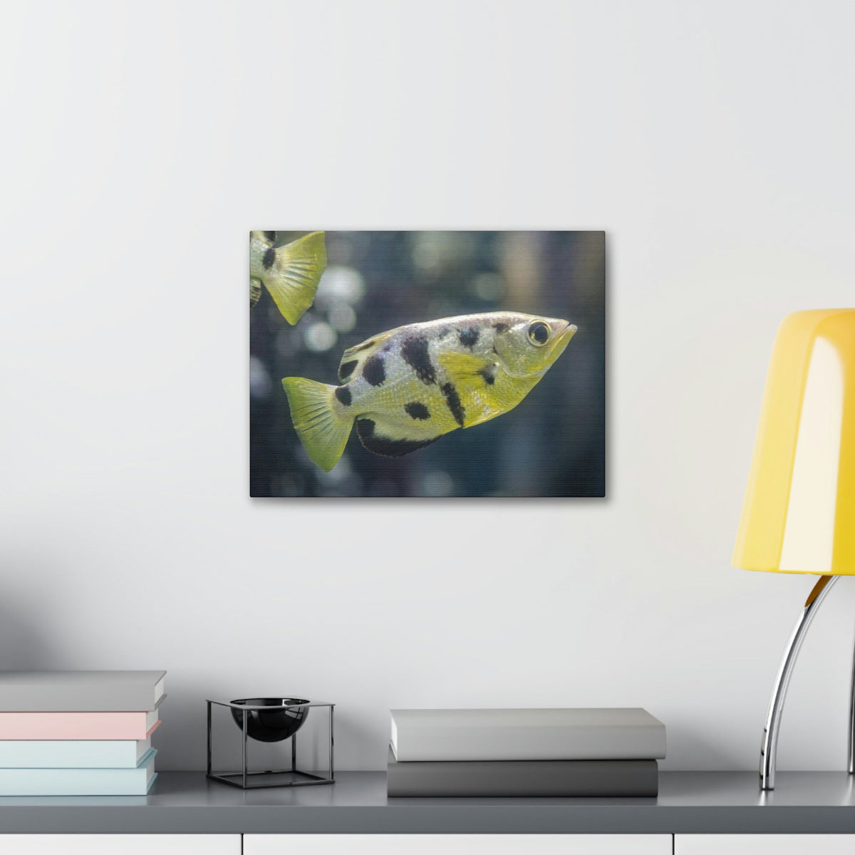 Small Archer Fish Archer Fish In Aquarium Wall Art Ready To Hang Unframed-Express Your Love Gifts