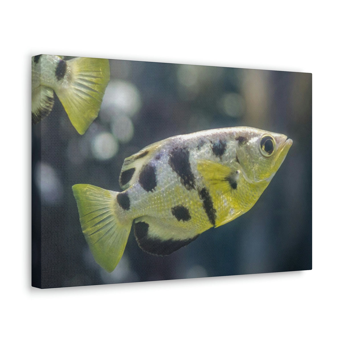 Small Archer Fish Archer Fish In Aquarium Wall Art Ready To Hang Unframed-Express Your Love Gifts