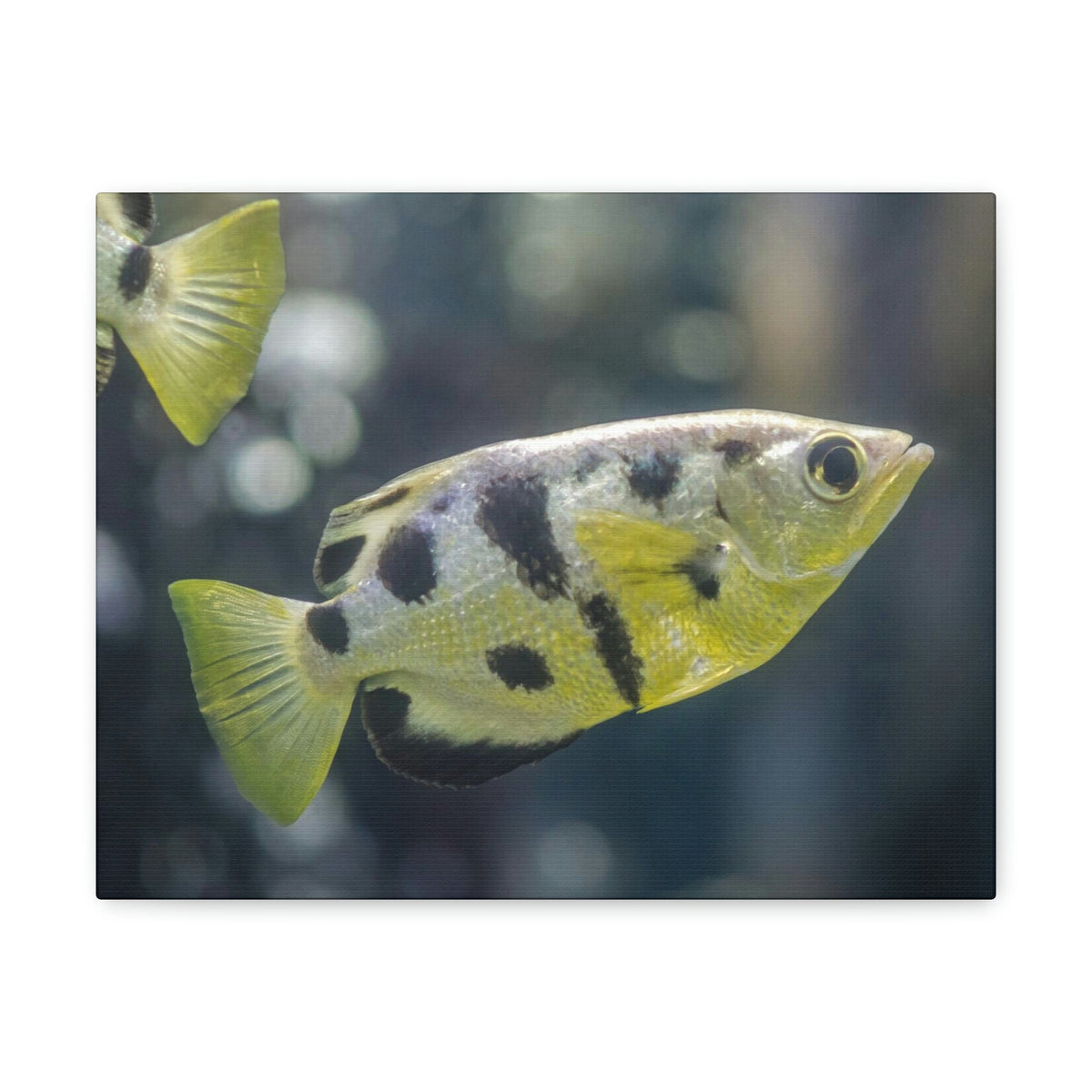 Small Archer Fish Archer Fish In Aquarium Wall Art Ready To Hang Unframed-Express Your Love Gifts