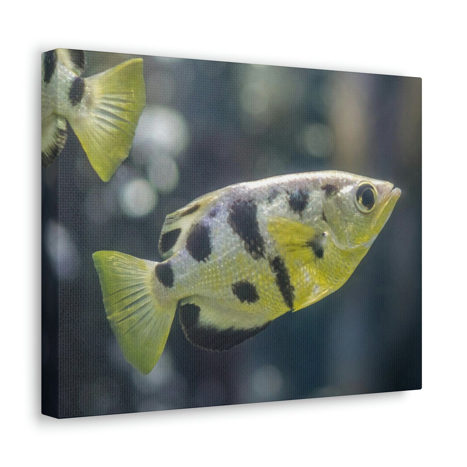 Small Archer Fish Archer Fish In Aquarium Wall Art Ready To Hang Unframed-Express Your Love Gifts