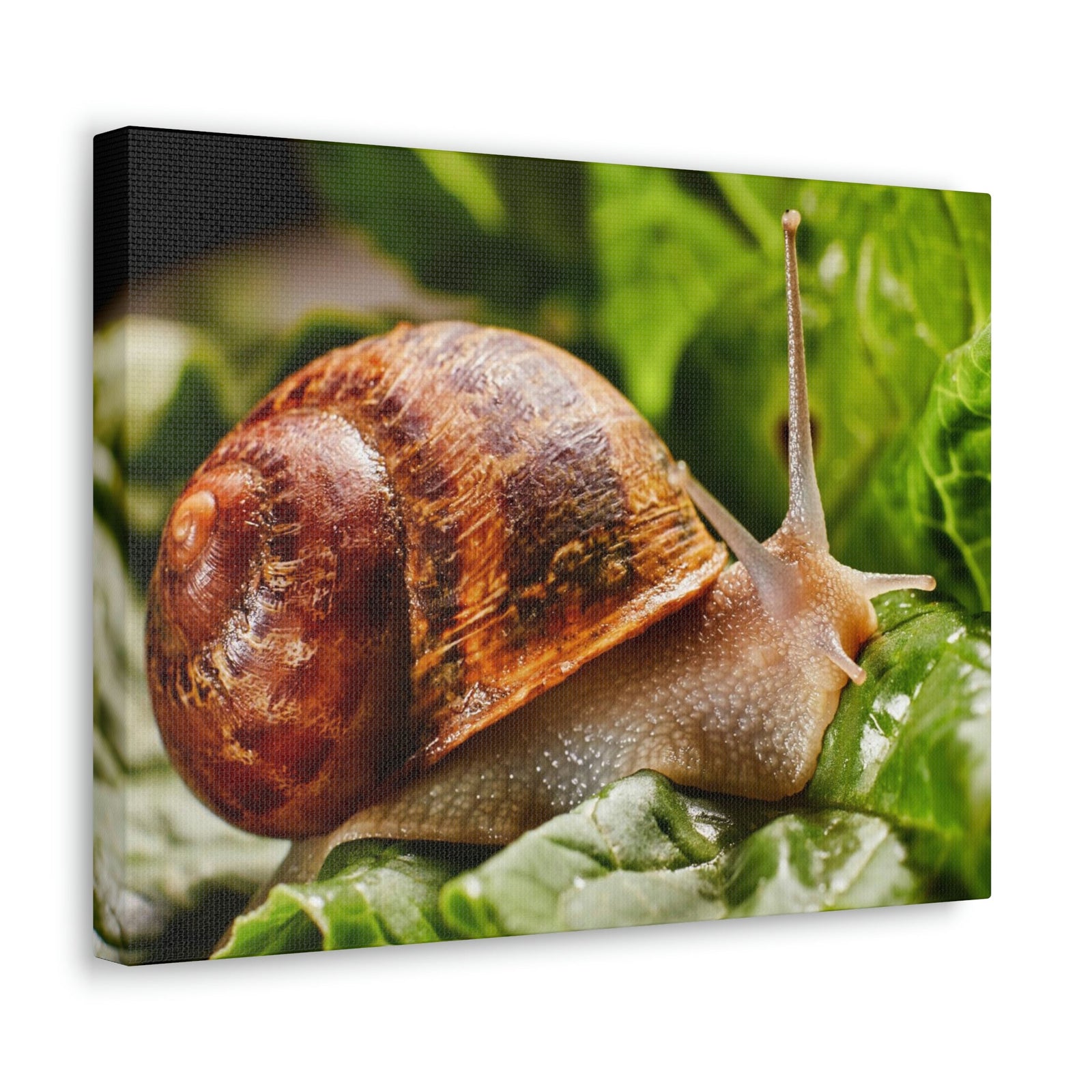 Scripture Walls Snails Hunting Snails on Hunt Print Animal Wall Art Wildlife Canvas Prints Wall Art Ready to Hang Unframed-Express Your Love Gifts