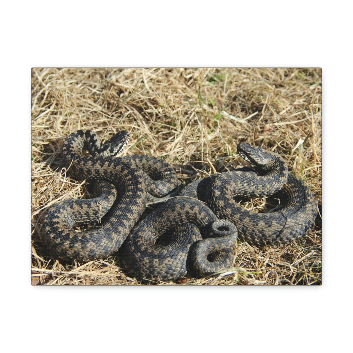 Scripture Walls Snake Couple Snake Couple Print Animal Wall Art Wildlife Canvas Prints Wall Art Ready to Hang Unframed-Express Your Love Gifts