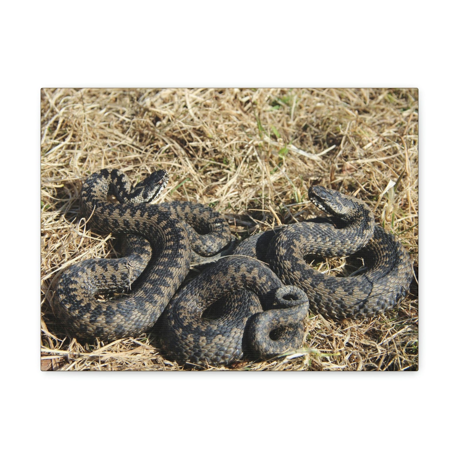 Scripture Walls Snake Couple Snake Couple Print Animal Wall Art Wildlife Canvas Prints Wall Art Ready to Hang Unframed-Express Your Love Gifts