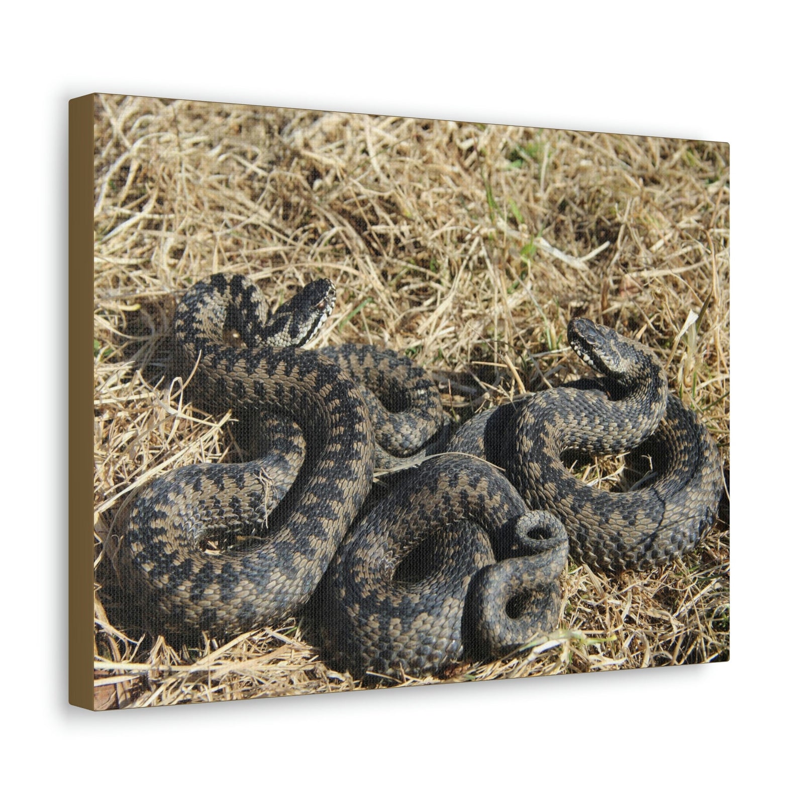 Scripture Walls Snake Couple Snake Couple Print Animal Wall Art Wildlife Canvas Prints Wall Art Ready to Hang Unframed-Express Your Love Gifts