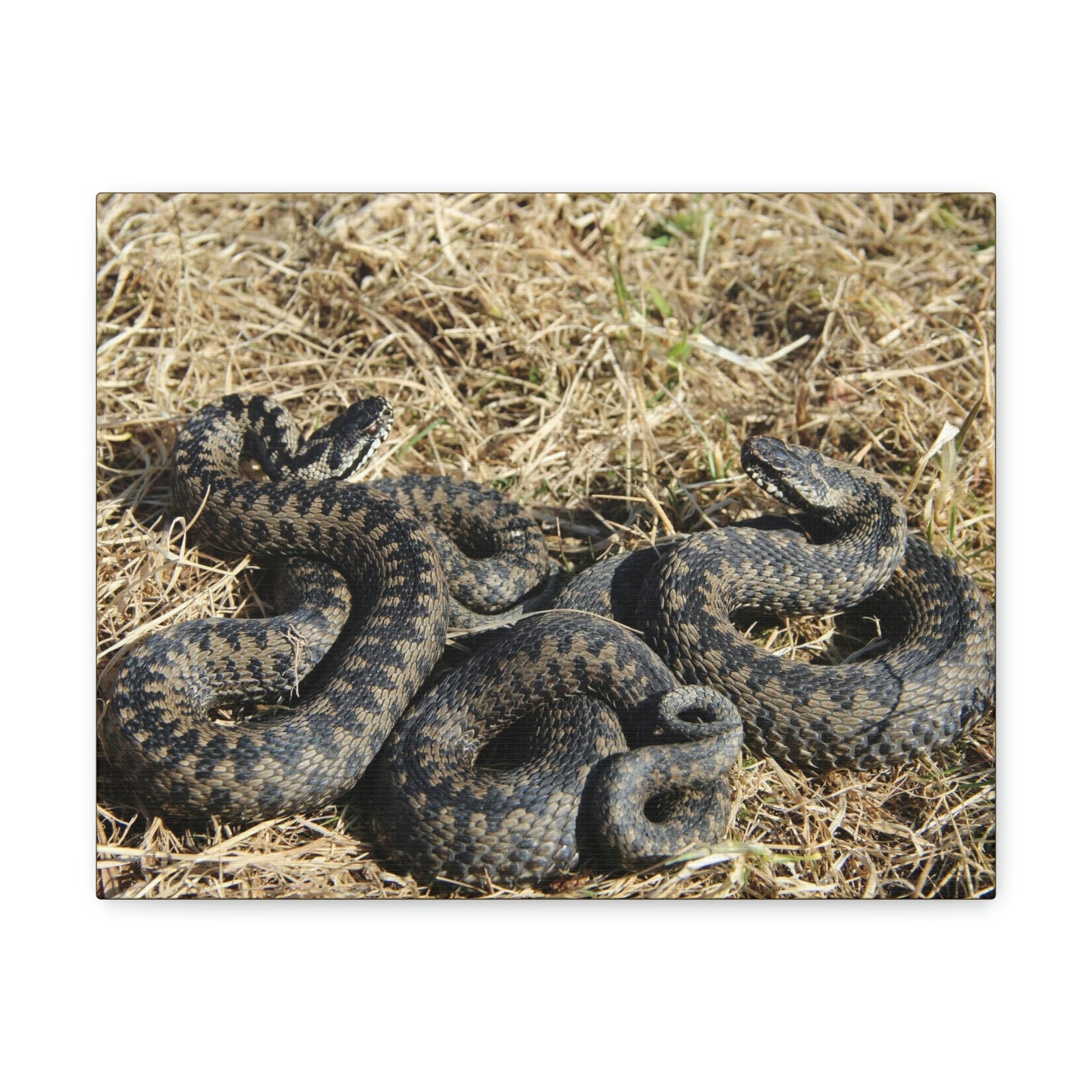 Scripture Walls Snake Couple Snake Couple Print Animal Wall Art Wildlife Canvas Prints Wall Art Ready to Hang Unframed-Express Your Love Gifts