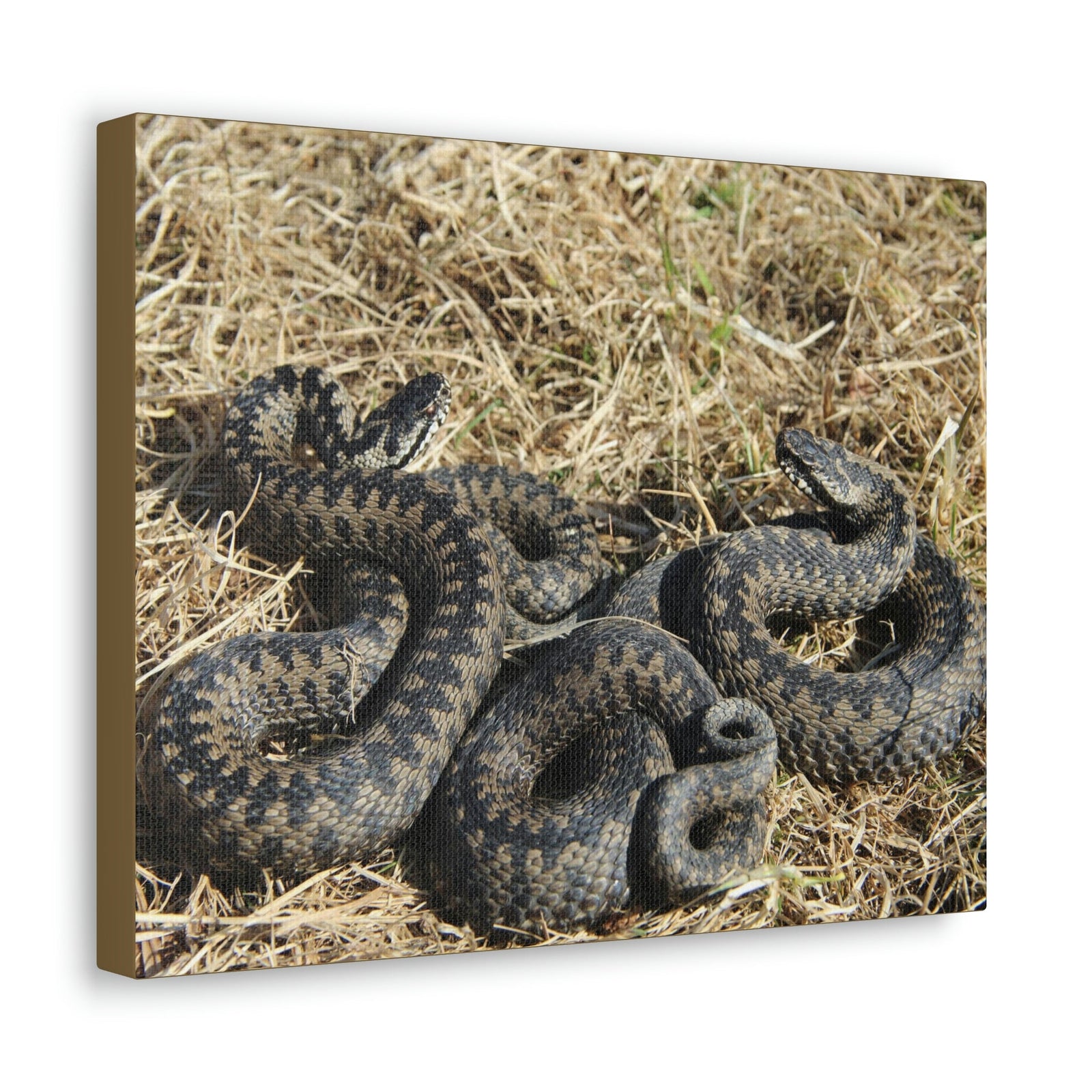 Scripture Walls Snake Couple Snake Couple Print Animal Wall Art Wildlife Canvas Prints Wall Art Ready to Hang Unframed-Express Your Love Gifts