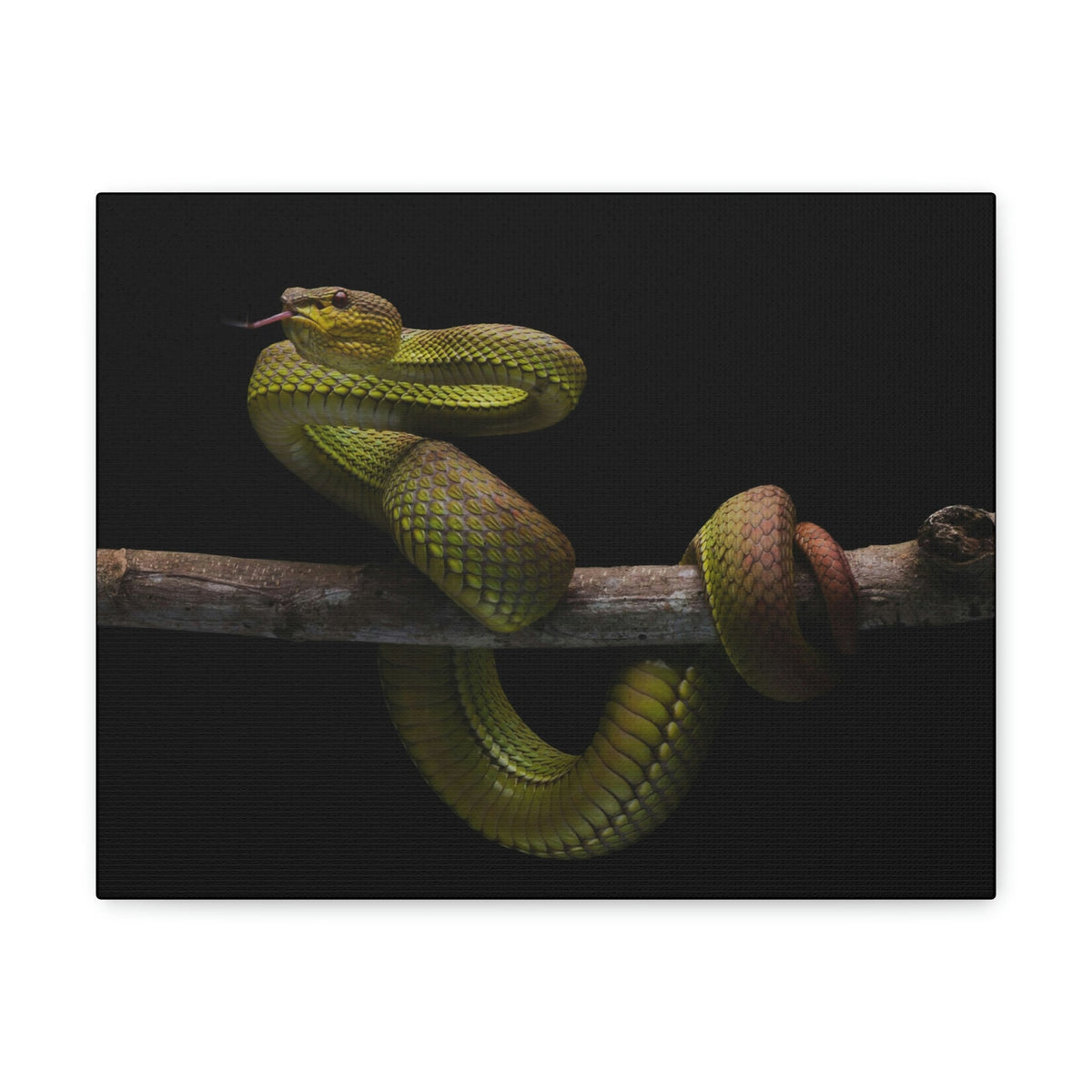 Scripture Walls Snake Hunting Snake on Hunt Print Animal Wall Art Wildlife Canvas Prints Wall Art Ready to Hang Unframed-Express Your Love Gifts
