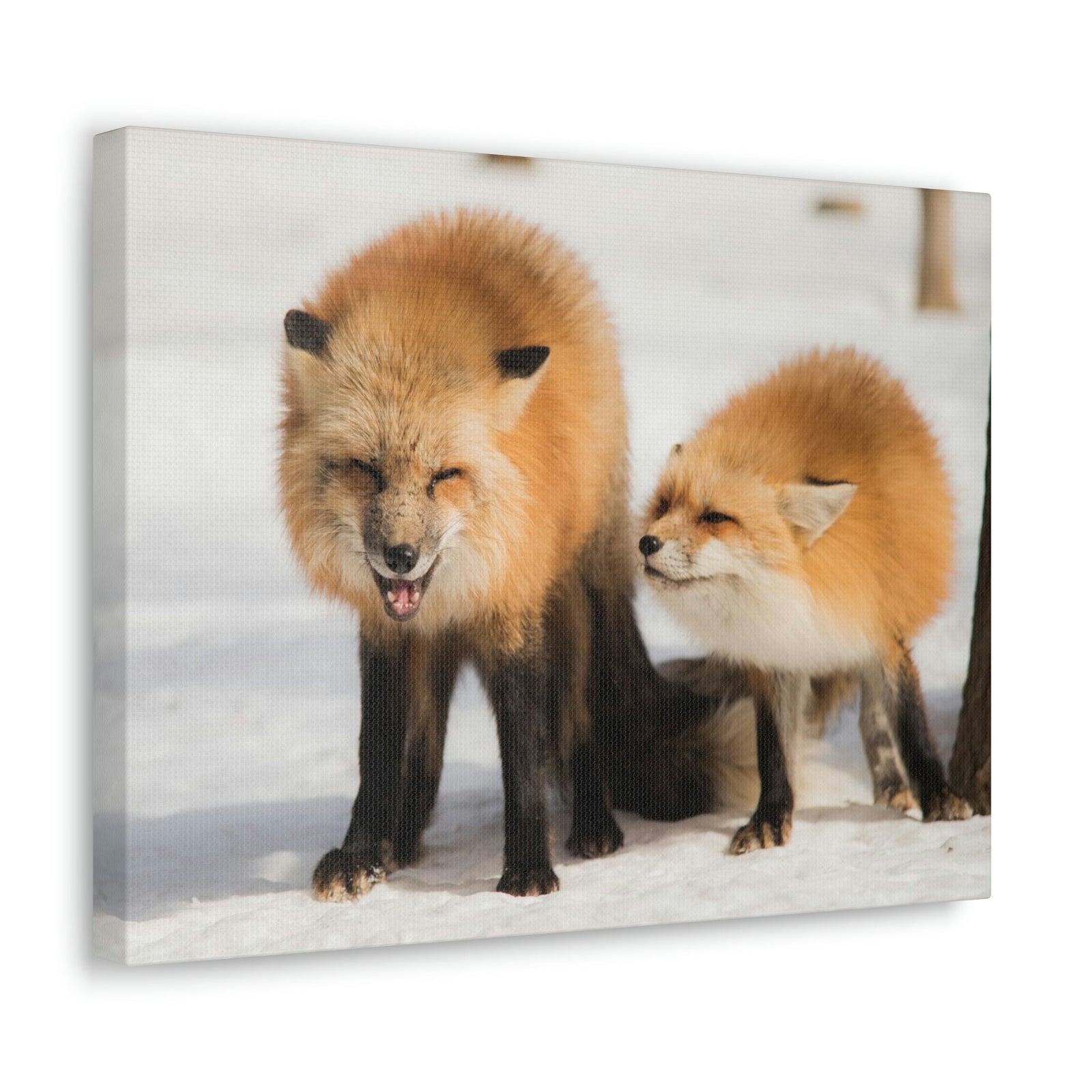 Scripture Walls Snow Fox Couple Snow Fox Couple Print Animal Wall Art Wildlife Canvas Prints Wall Art Ready to Hang Unframed-Express Your Love Gifts
