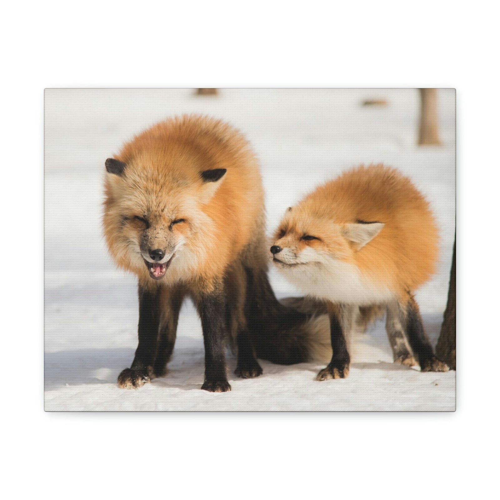Scripture Walls Snow Fox Couple Snow Fox Couple Print Animal Wall Art Wildlife Canvas Prints Wall Art Ready to Hang Unframed-Express Your Love Gifts