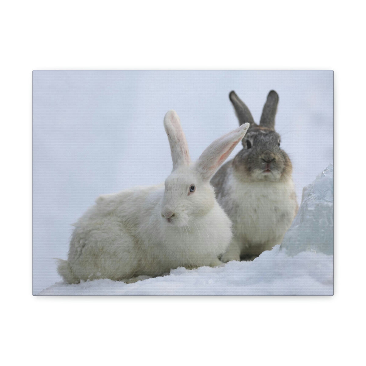 Scripture Walls Snow Hare Couple Snow Hare Couple Print Animal Wall Art Wildlife Canvas Prints Wall Art Ready to Hang Unframed-Express Your Love Gifts