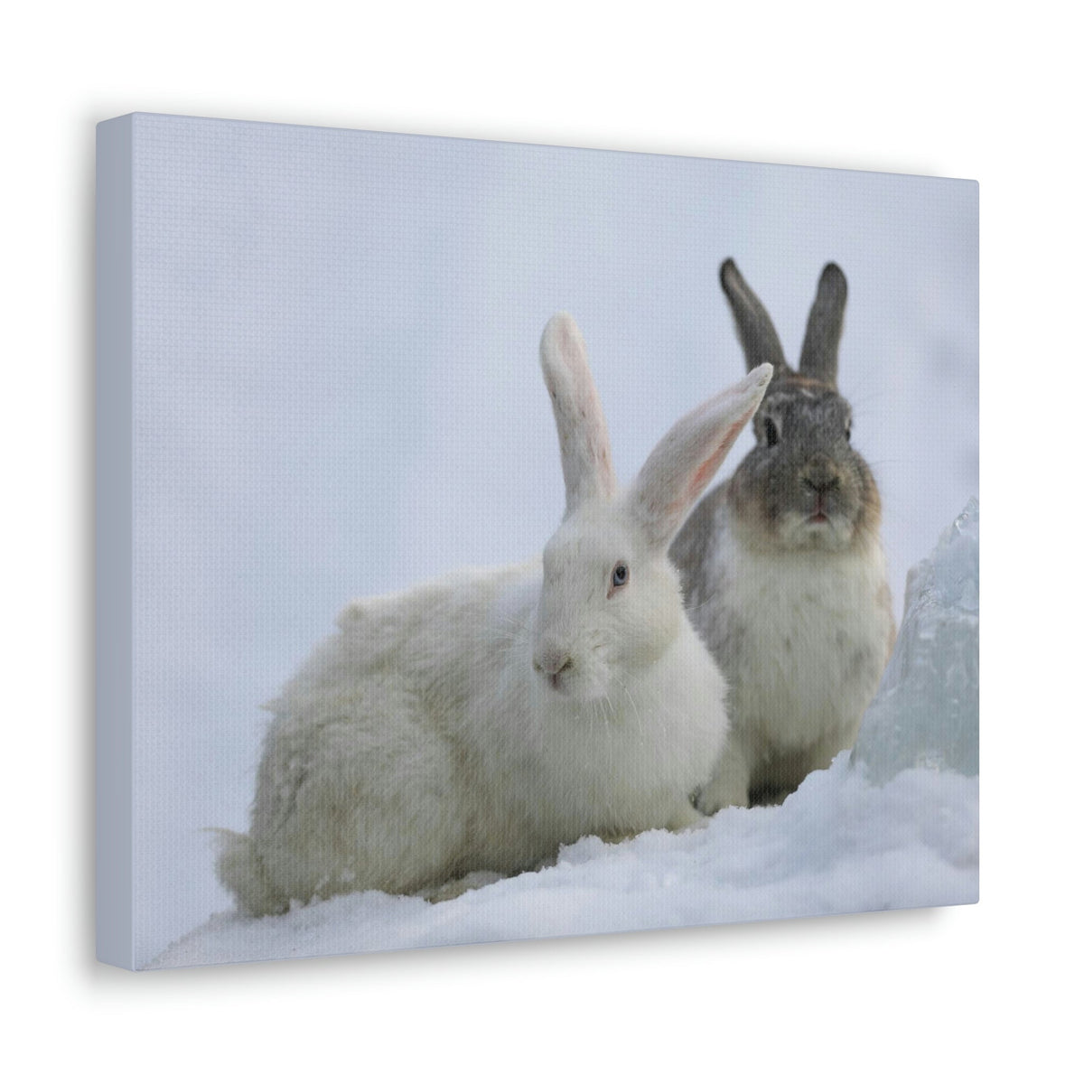 Scripture Walls Snow Hare Couple Snow Hare Couple Print Animal Wall Art Wildlife Canvas Prints Wall Art Ready to Hang Unframed-Express Your Love Gifts