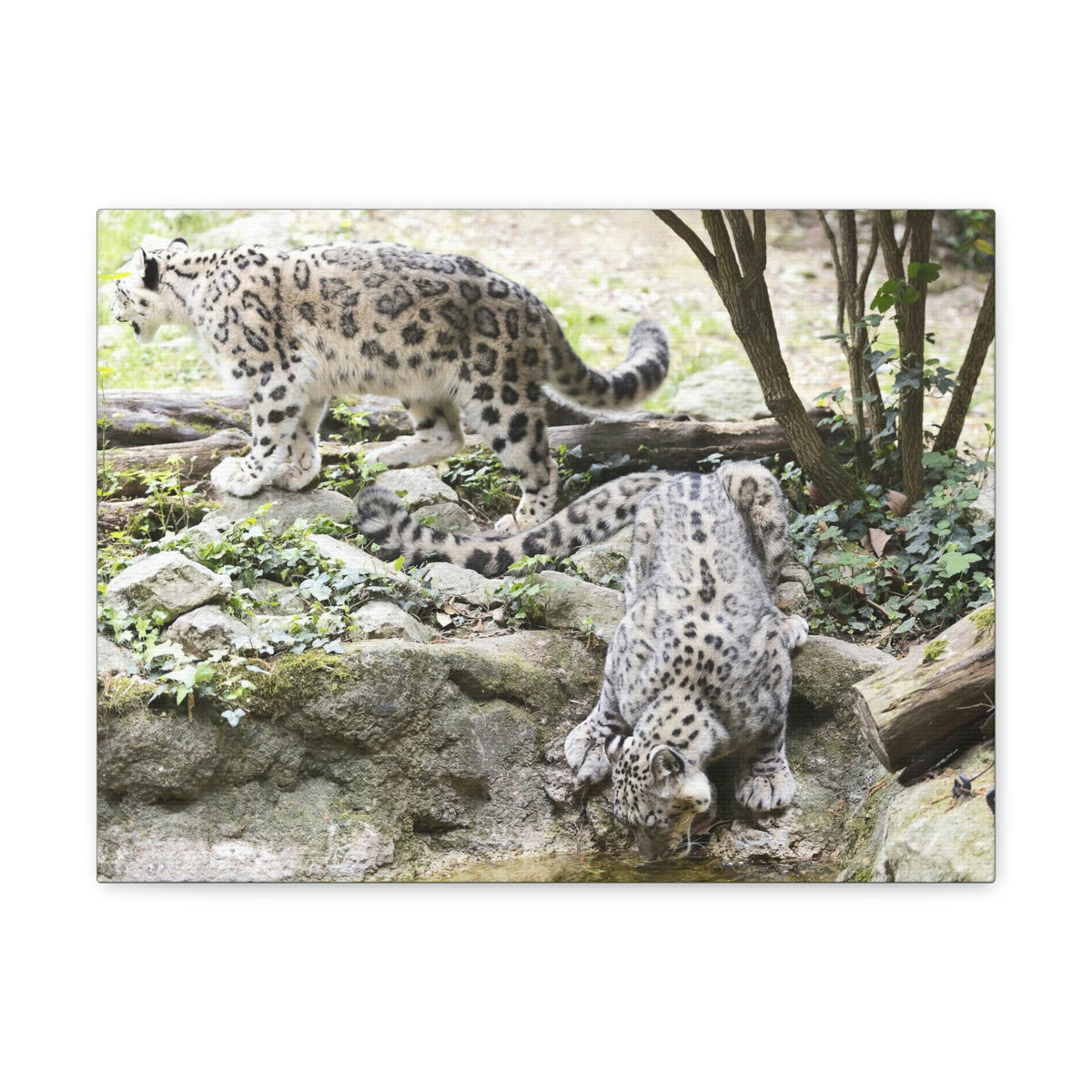 Scripture Walls Snow Leopard Couple Snow Leopard Couple Print Animal Wall Art Wildlife Canvas Prints Wall Art Ready to Hang Unframed-Express Your Love Gifts