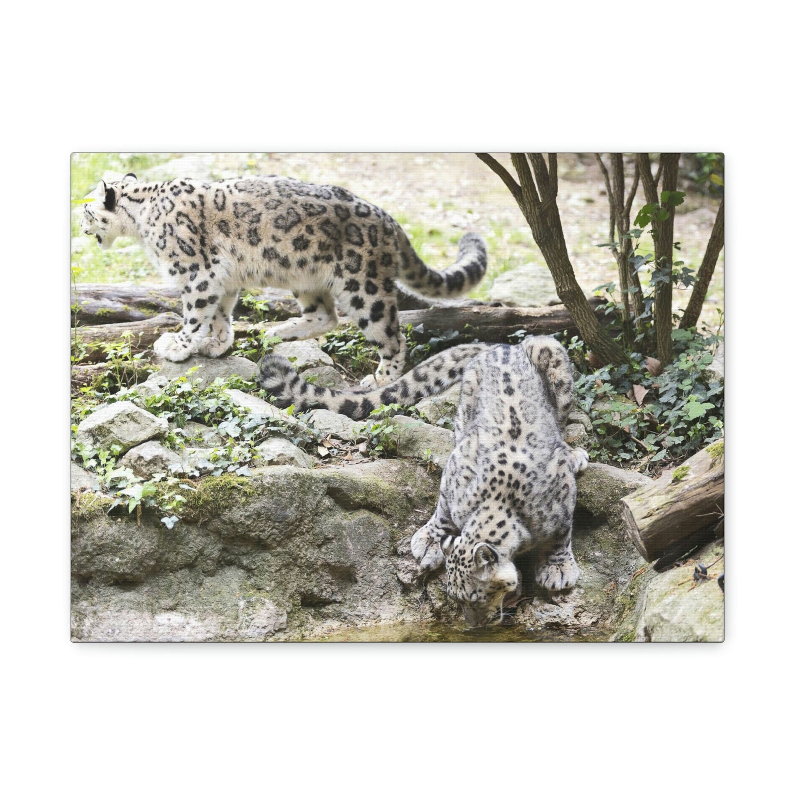 Scripture Walls Snow Leopard Couple Snow Leopard Couple Print Animal Wall Art Wildlife Canvas Prints Wall Art Ready to Hang Unframed-Express Your Love Gifts