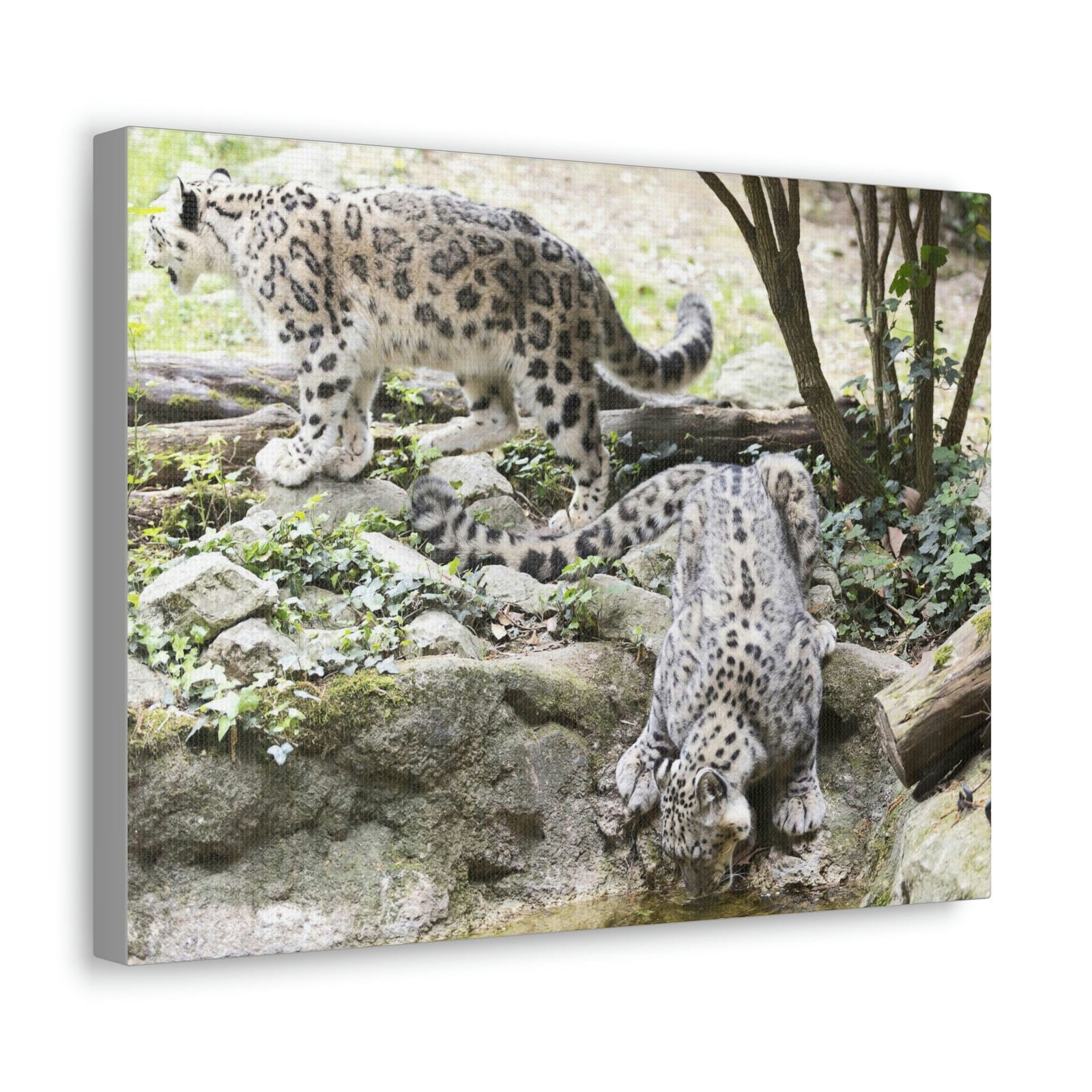 Scripture Walls Snow Leopard Couple Snow Leopard Couple Print Animal Wall Art Wildlife Canvas Prints Wall Art Ready to Hang Unframed-Express Your Love Gifts