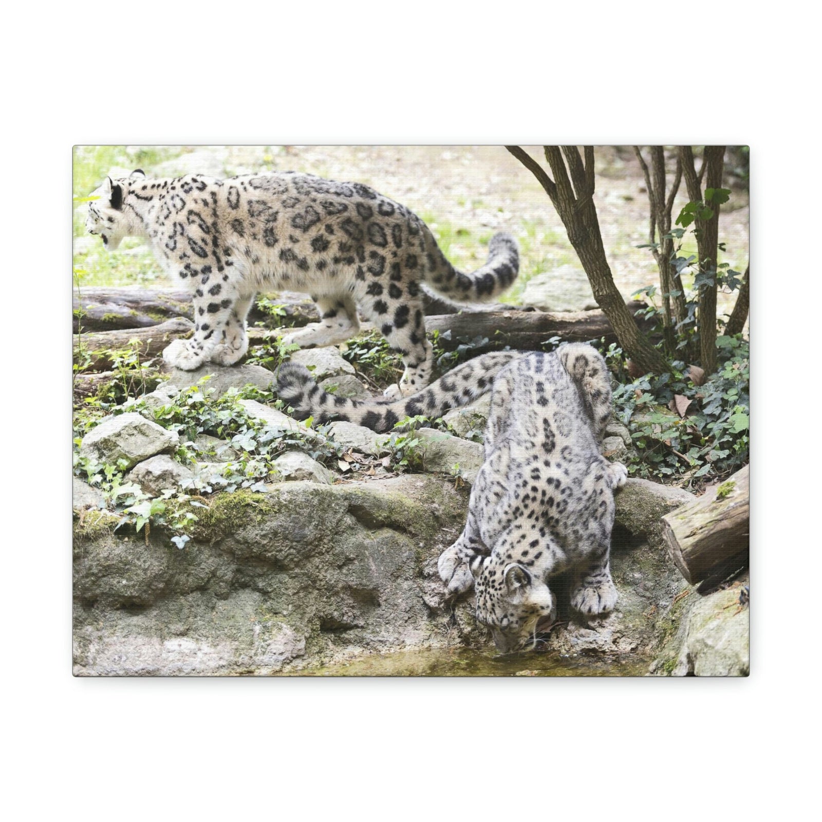 Scripture Walls Snow Leopard Couple Snow Leopard Couple Print Animal Wall Art Wildlife Canvas Prints Wall Art Ready to Hang Unframed-Express Your Love Gifts