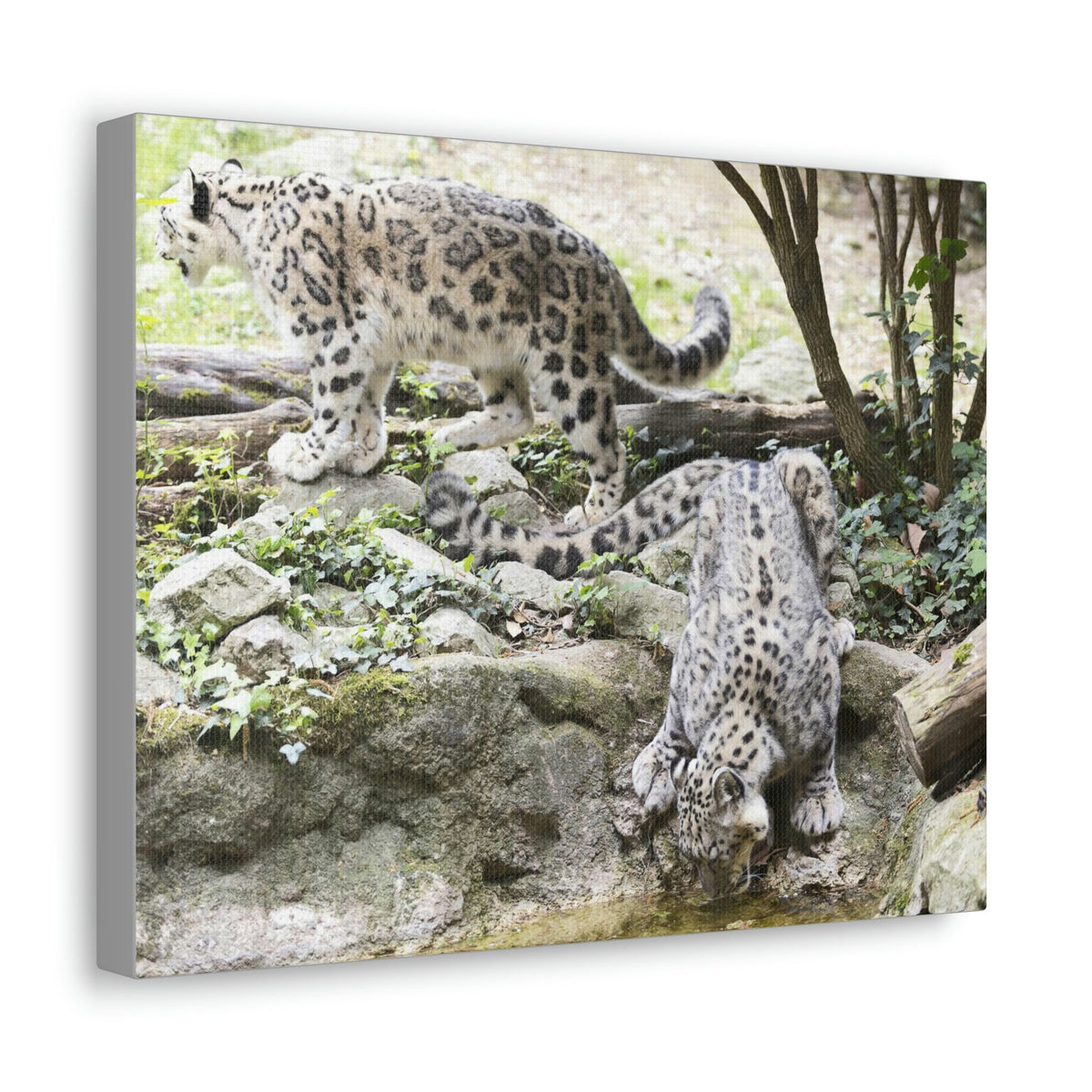 Scripture Walls Snow Leopard Couple Snow Leopard Couple Print Animal Wall Art Wildlife Canvas Prints Wall Art Ready to Hang Unframed-Express Your Love Gifts