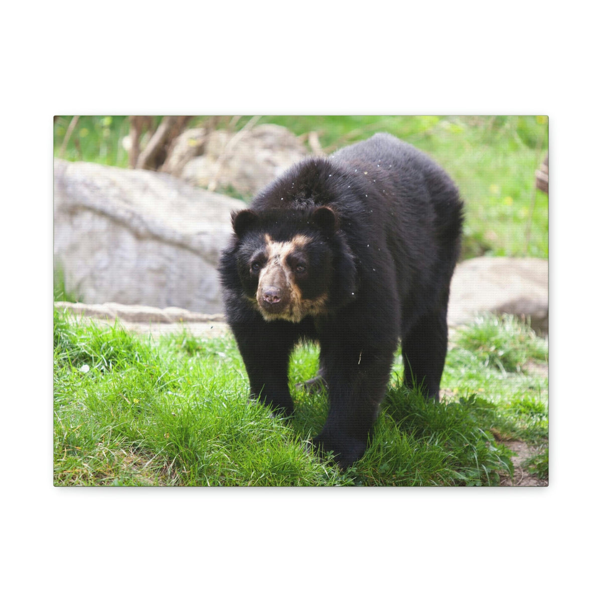 Scripture Walls Spectacled Bear Hunting Spectacled Bear on Hunt Print Animal Wall Art Wildlife Canvas Prints Wall Art Ready to Hang Unframed-Express Your Love Gifts